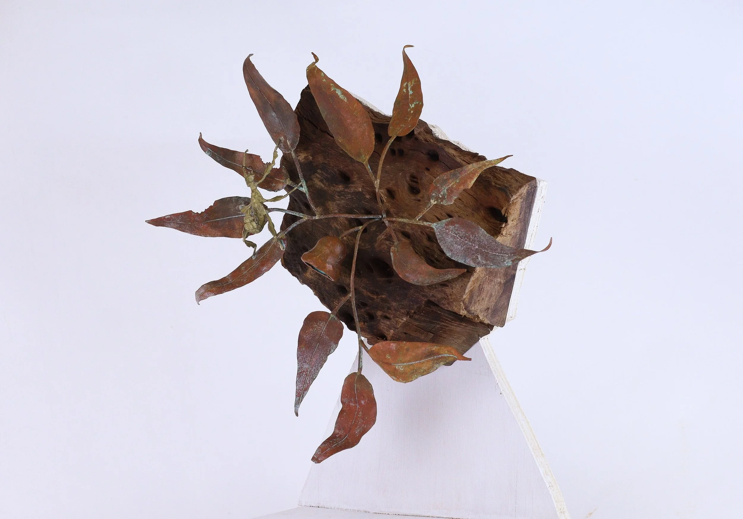 01#_JASPER GOLDNEY_PETUNIA_2025_PHOTO BY JASPER GOLDNEY.jpg