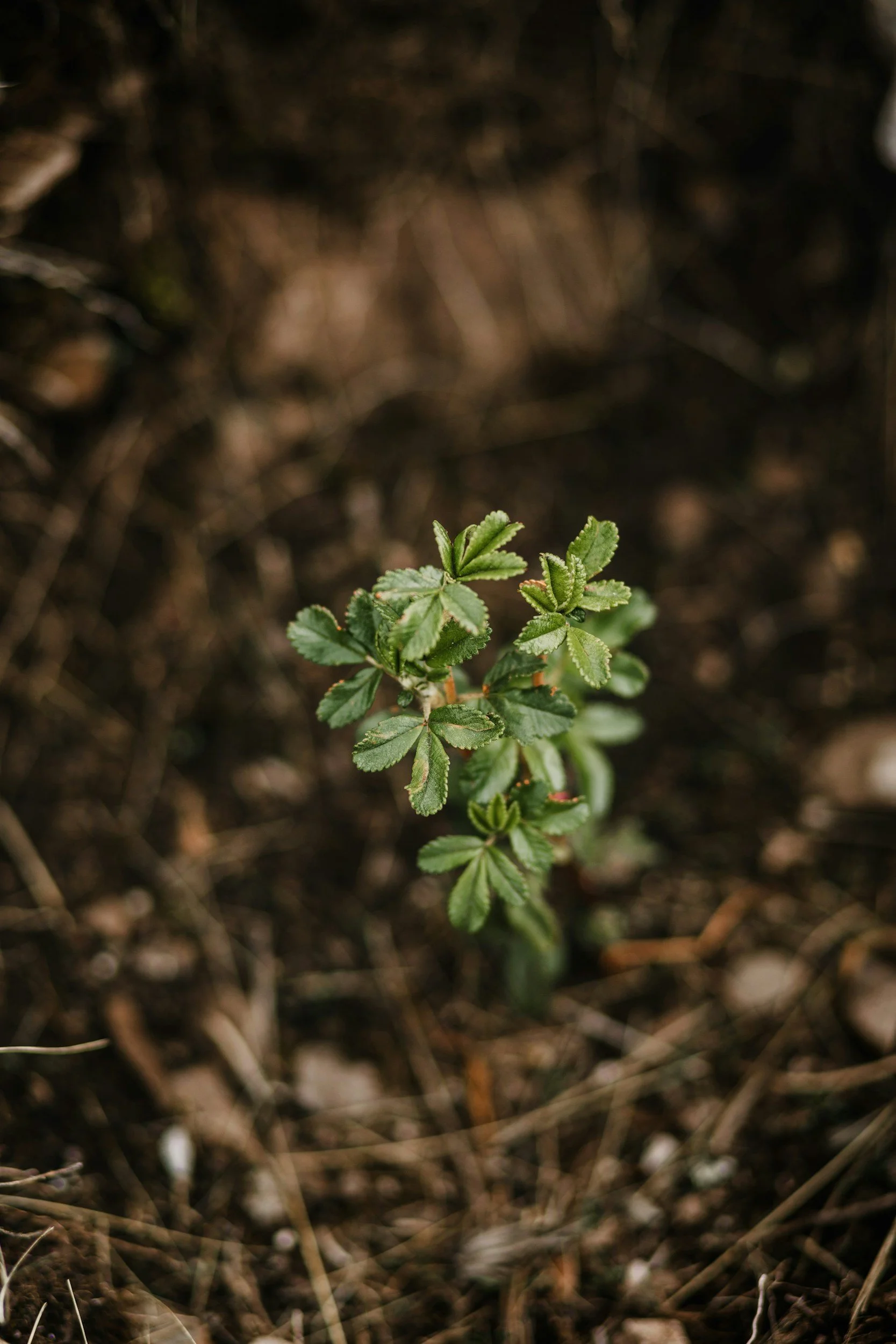 A close-up of a small green plant growing in dark soil with dried grass and small rocks.