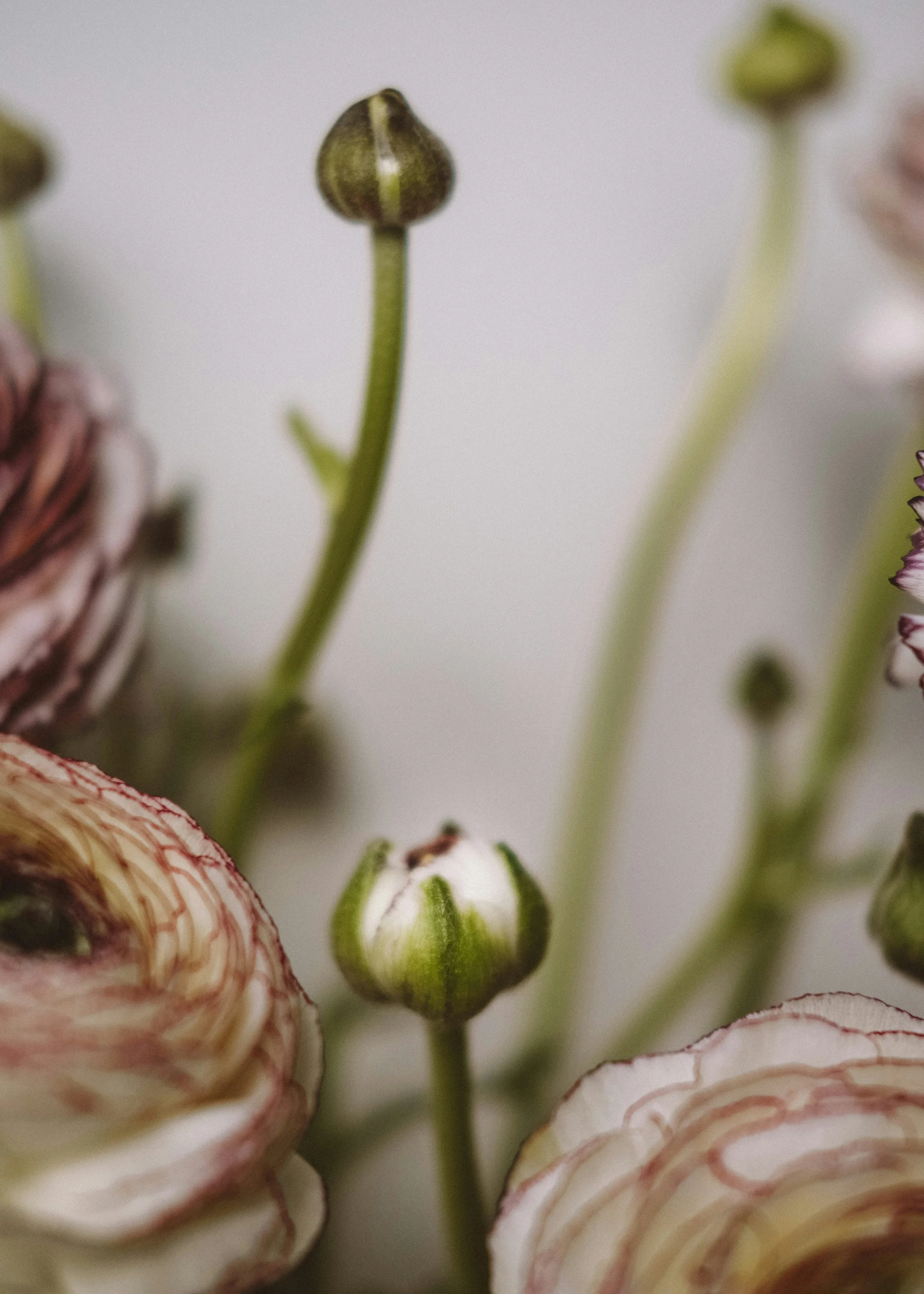 Close-up of flower buds and partially opened flowers with layered, multicolored petals.