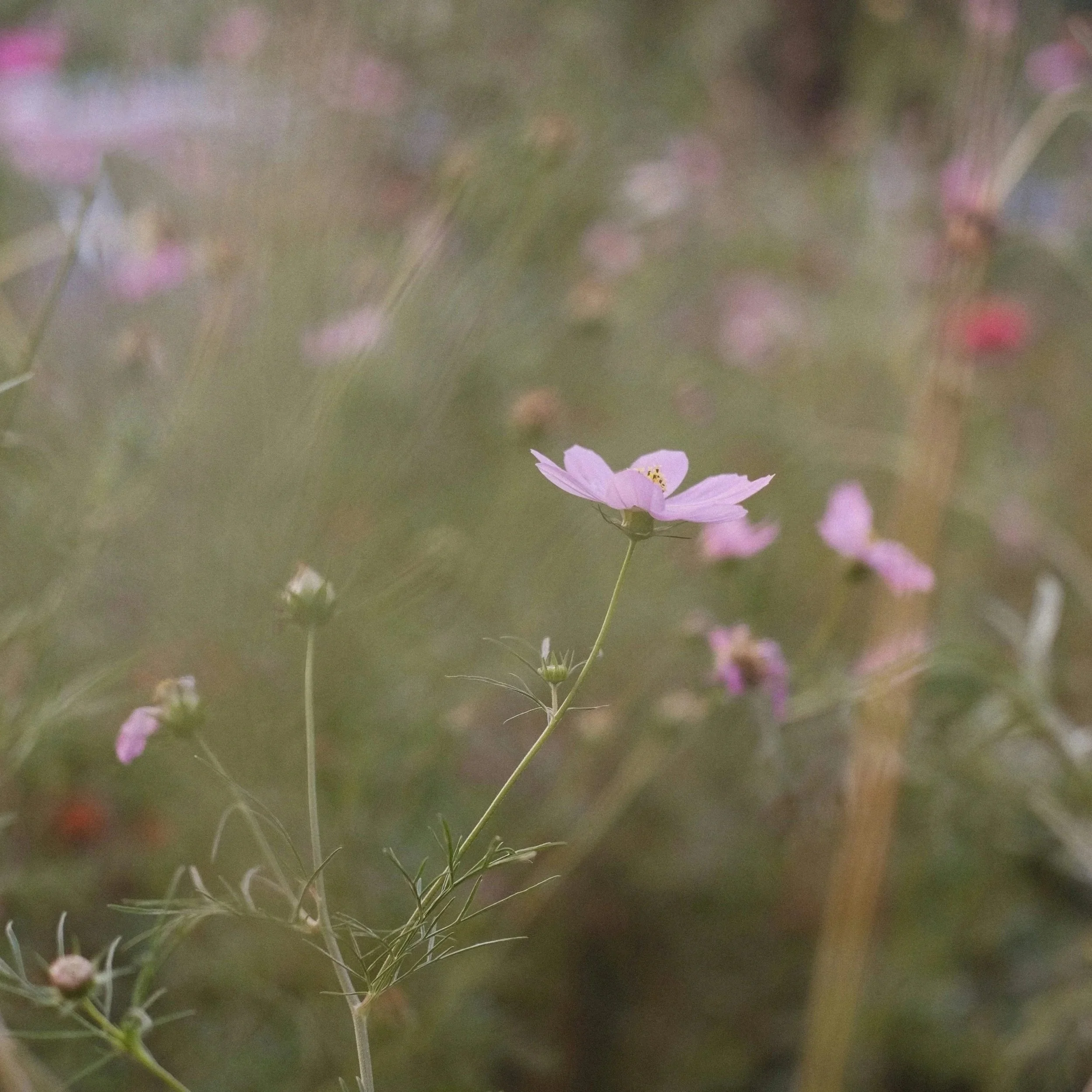 A light pink flower with a yellow center standing on a thin green stem with fine, feathery leaves, surrounded by blurred pink flowers and greenery.