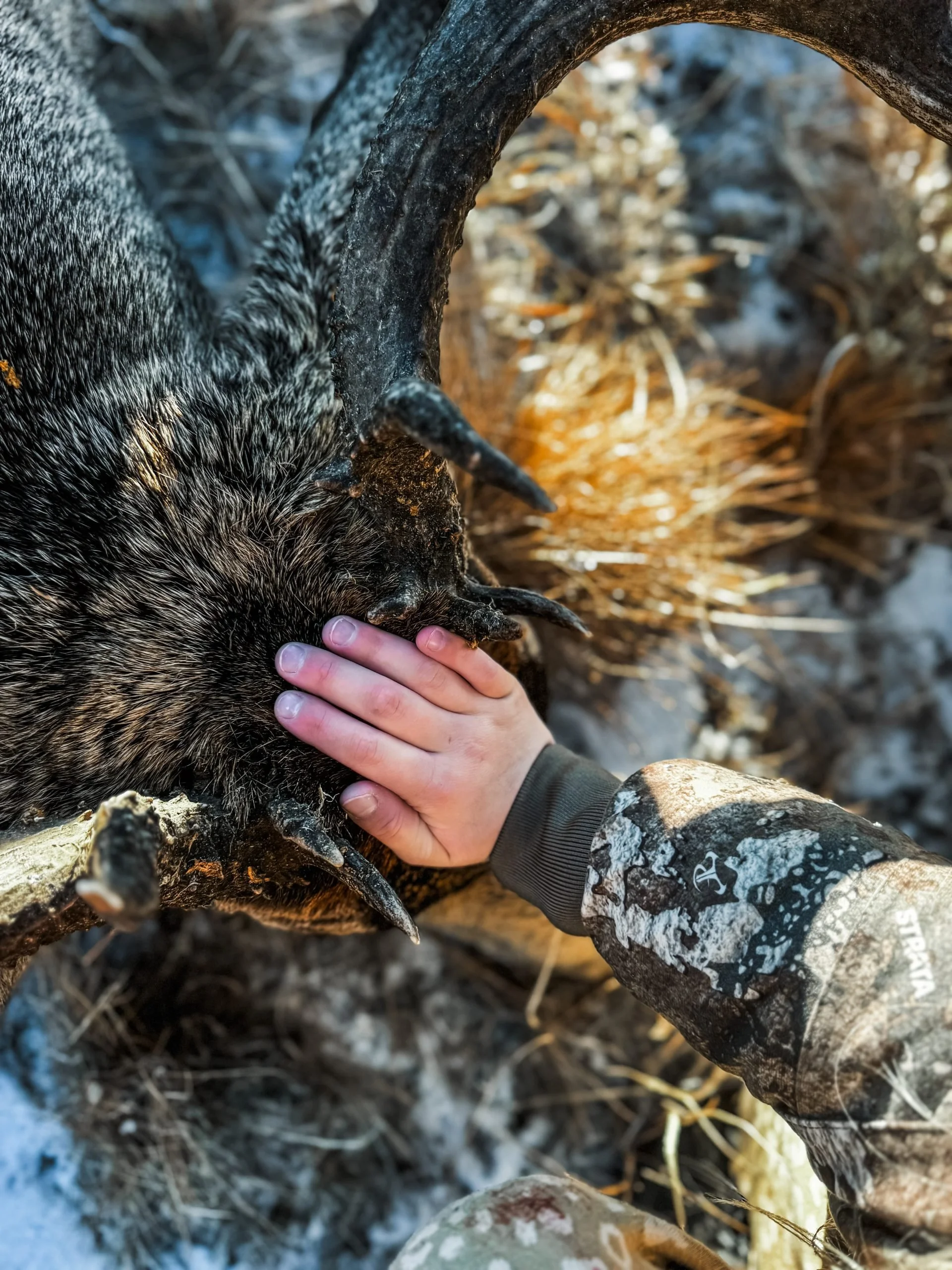 A child touching and examining a dead animal, likely a large bird or a wild creature, on the ground with dried grass and snow nearby.