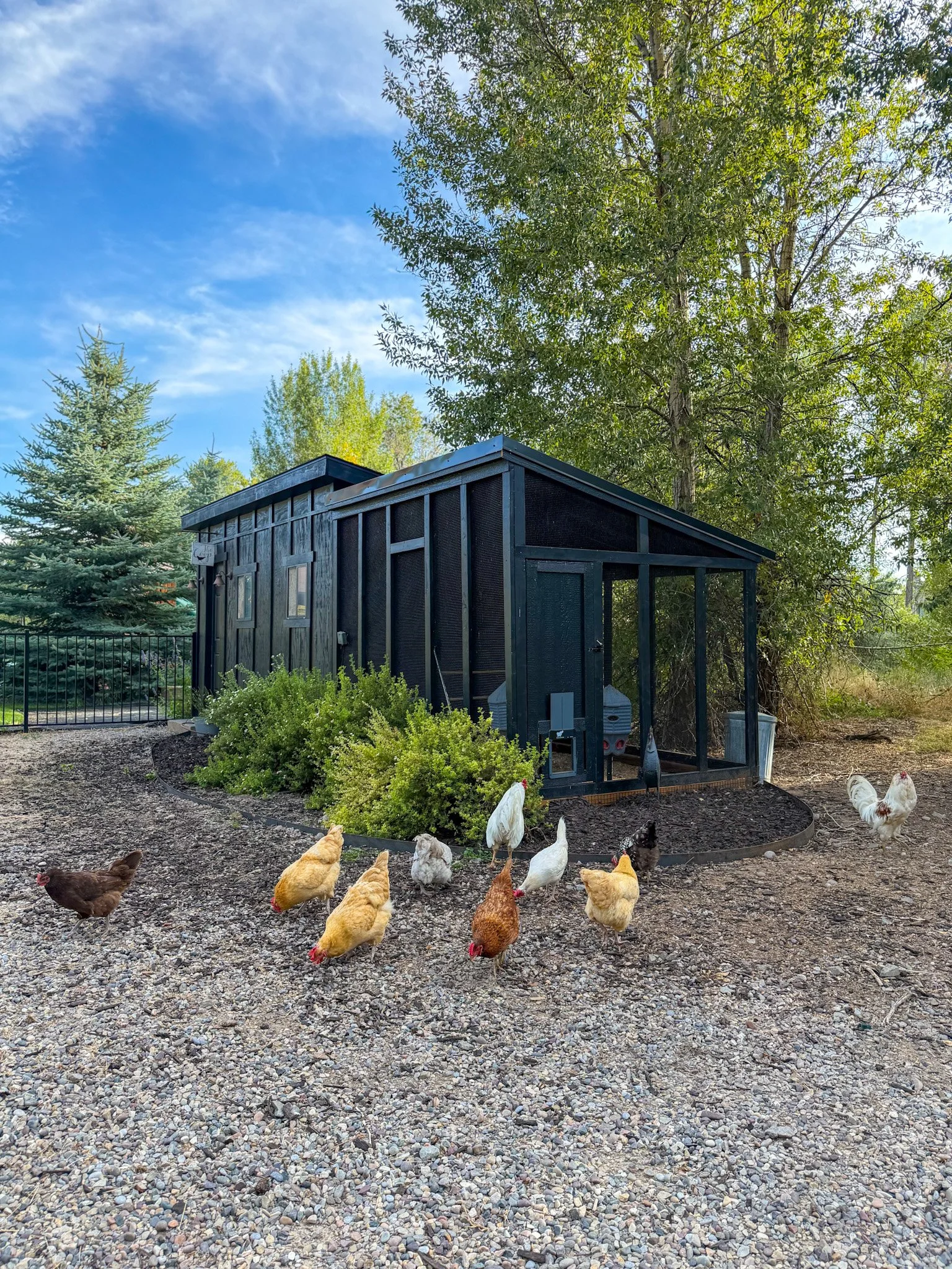 From Jank to Actually Cute: Our Duck and Chicken Coop Glow Up