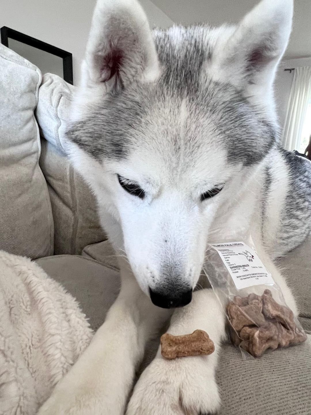 Everyday low-tox pup favorites 