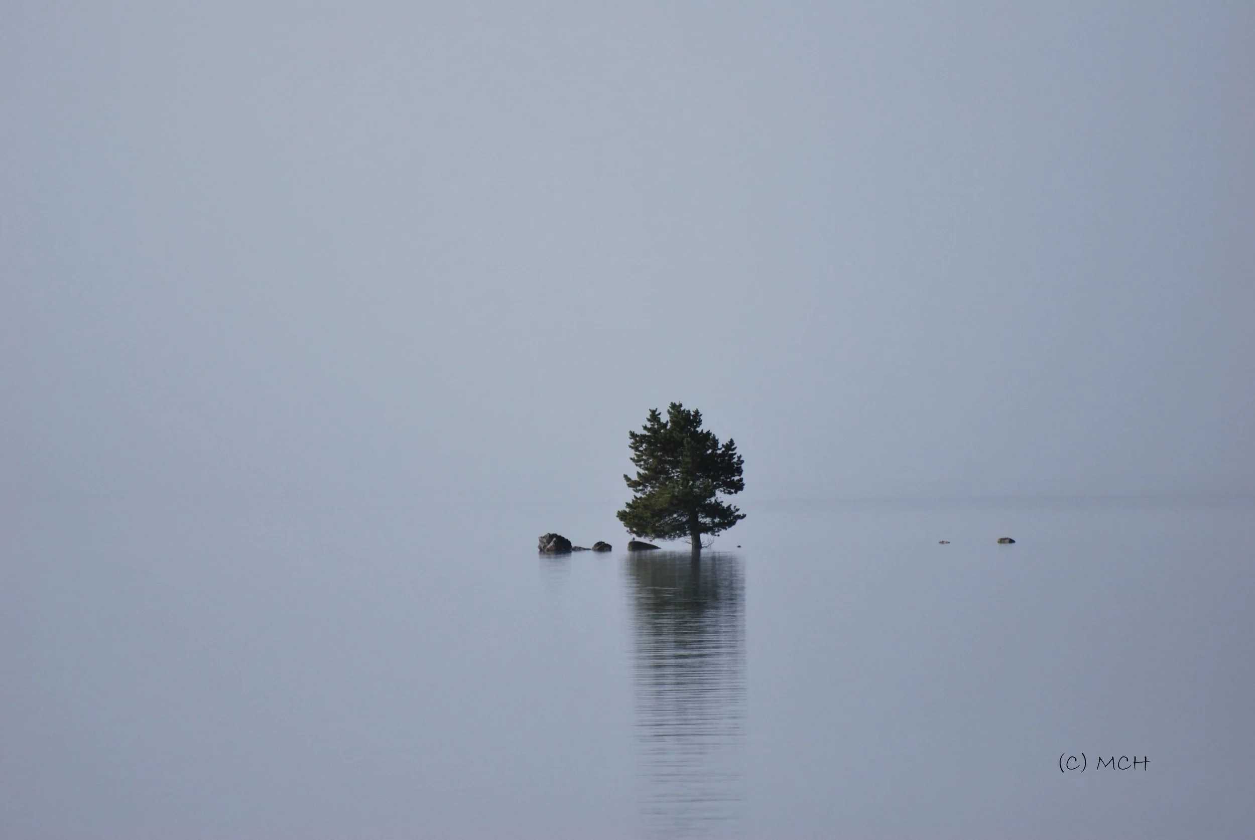 A solitary pine tree growing on a small island surrounded by calm water, with rocks nearby, under a misty or foggy sky.