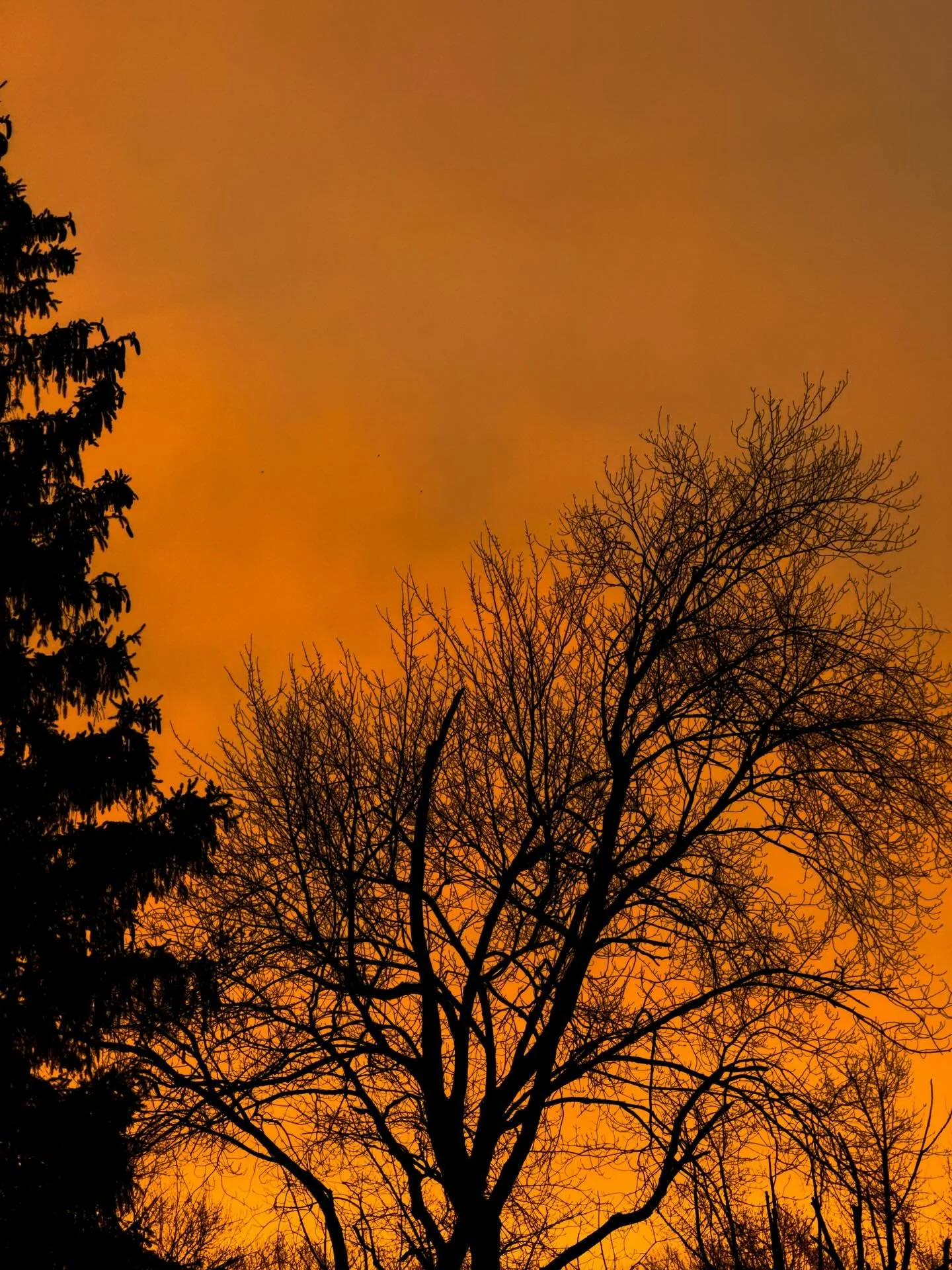 #nature #photos #photo #trees