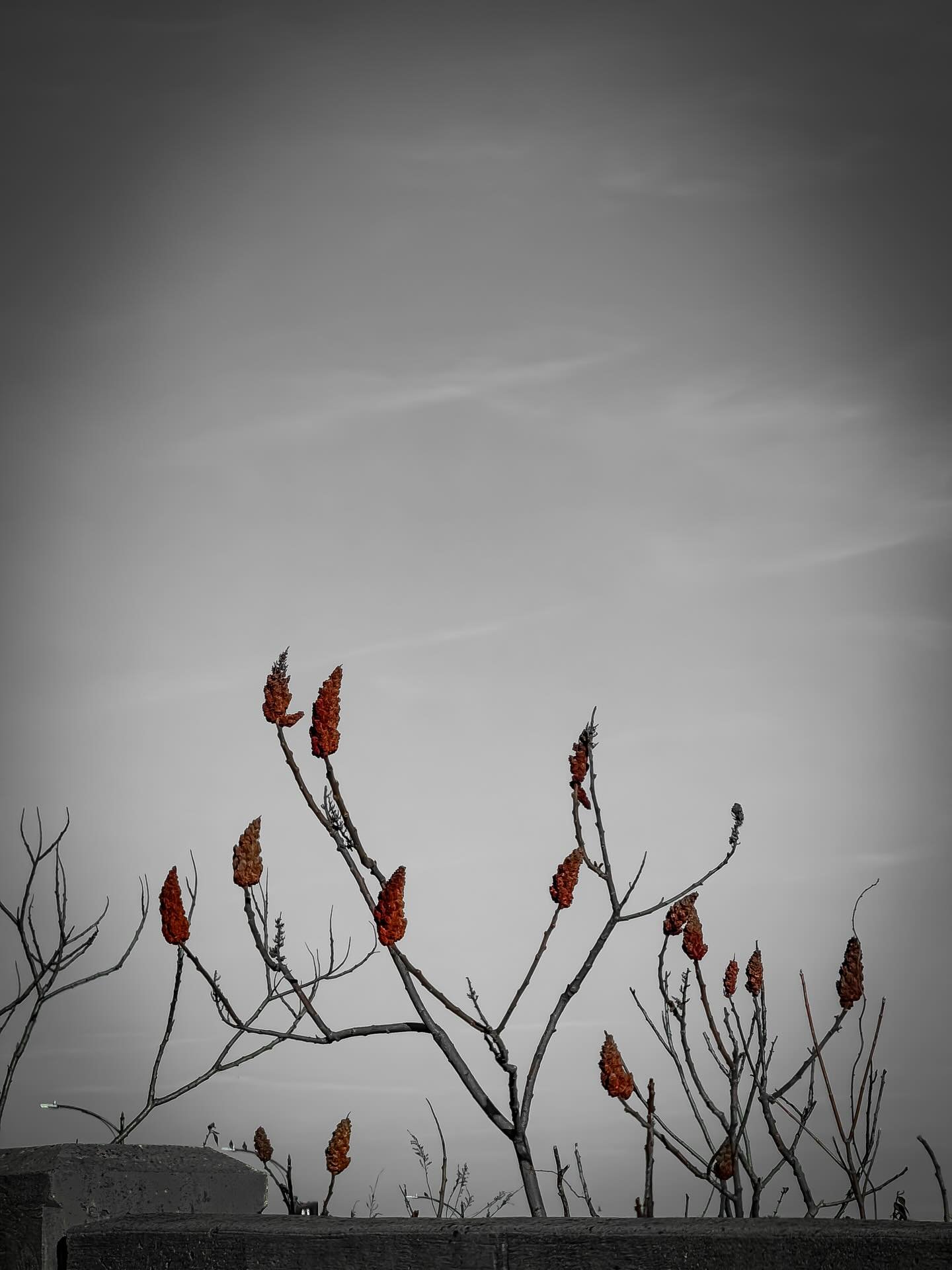 #nature #photo #photos #soothe