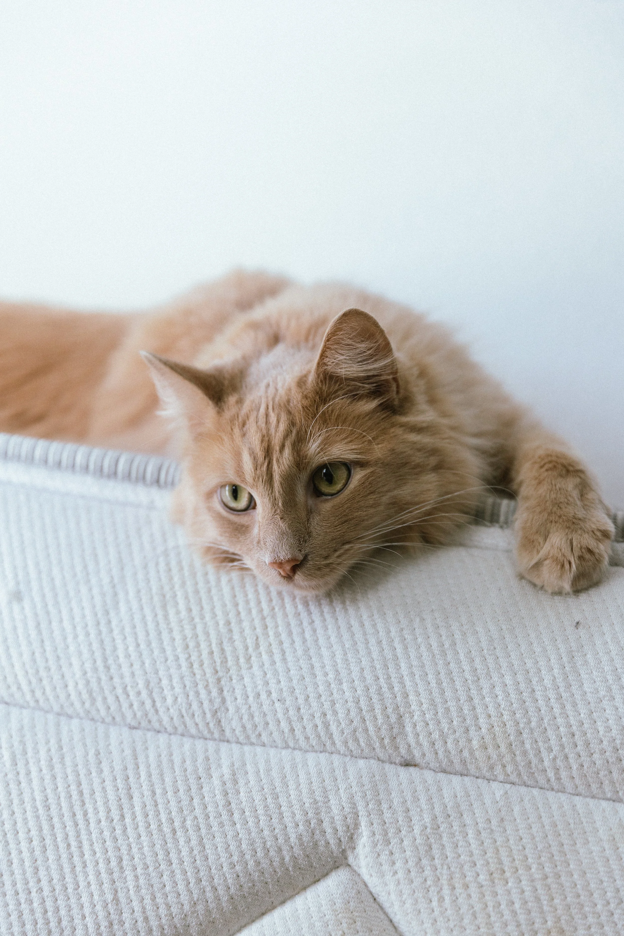 Pet Portrait Session