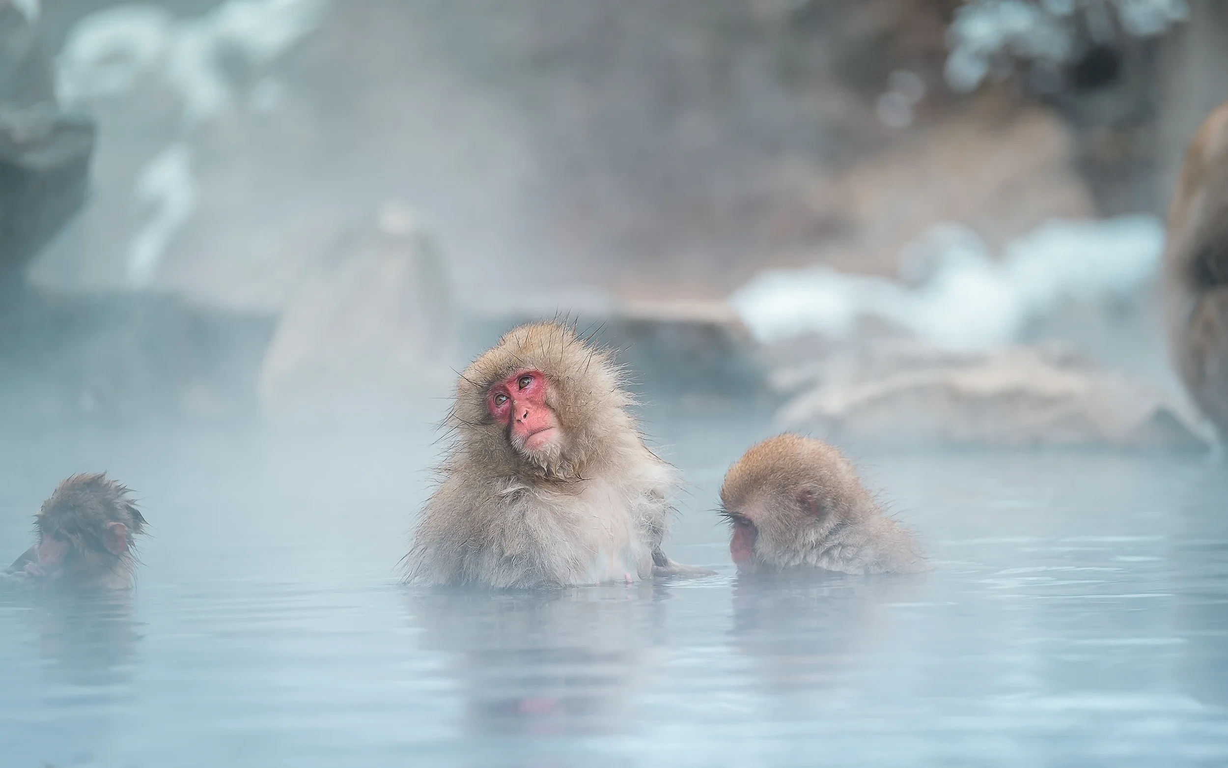 Jigokudani Monkey Park 02.webp