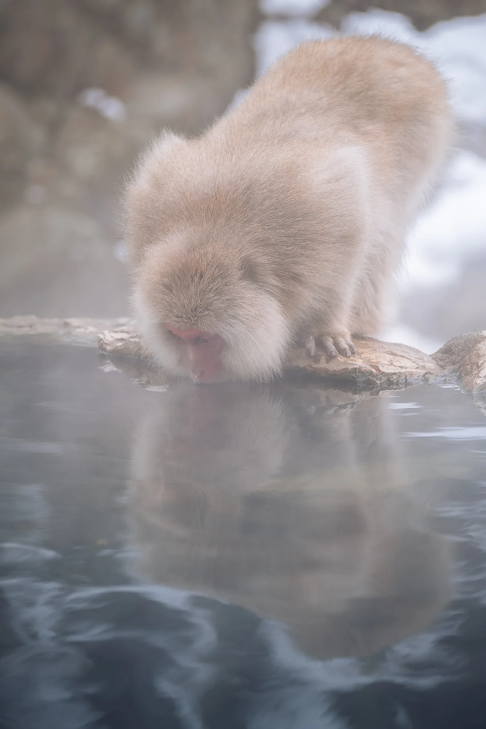 Jigokudani Monkey Park 01.webp