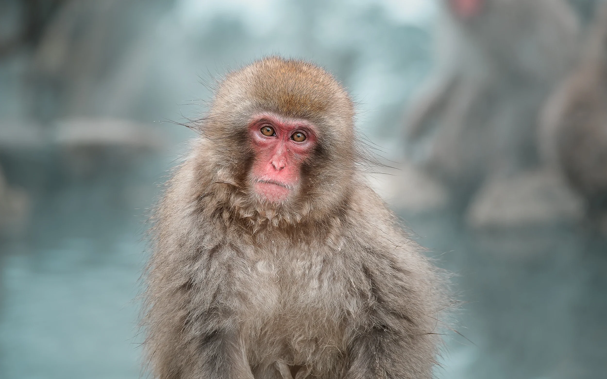 A Guide to Jigokudani Monkey Park in Nagano