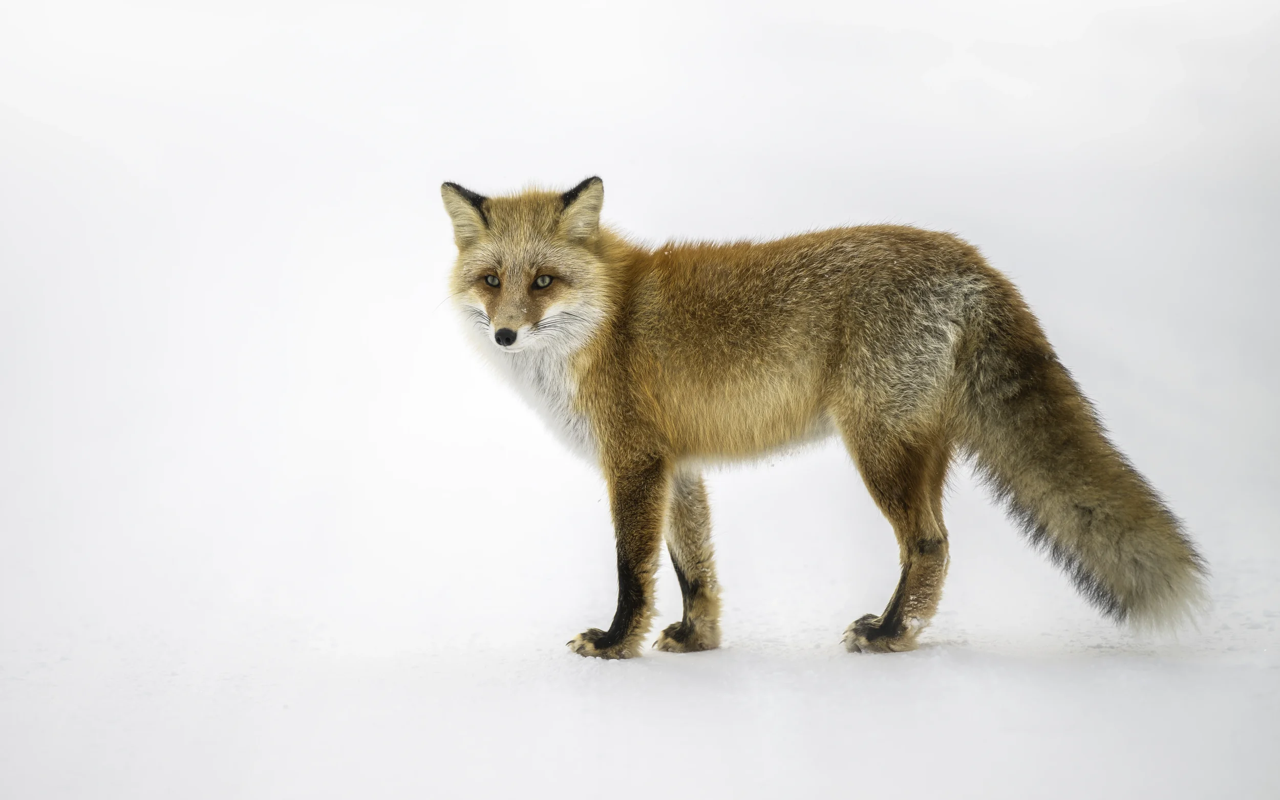 Minimalist winter landscape featuring a lone red fox standing on a snow-covered ridge beneath a clear blue sky in Hokkaido.