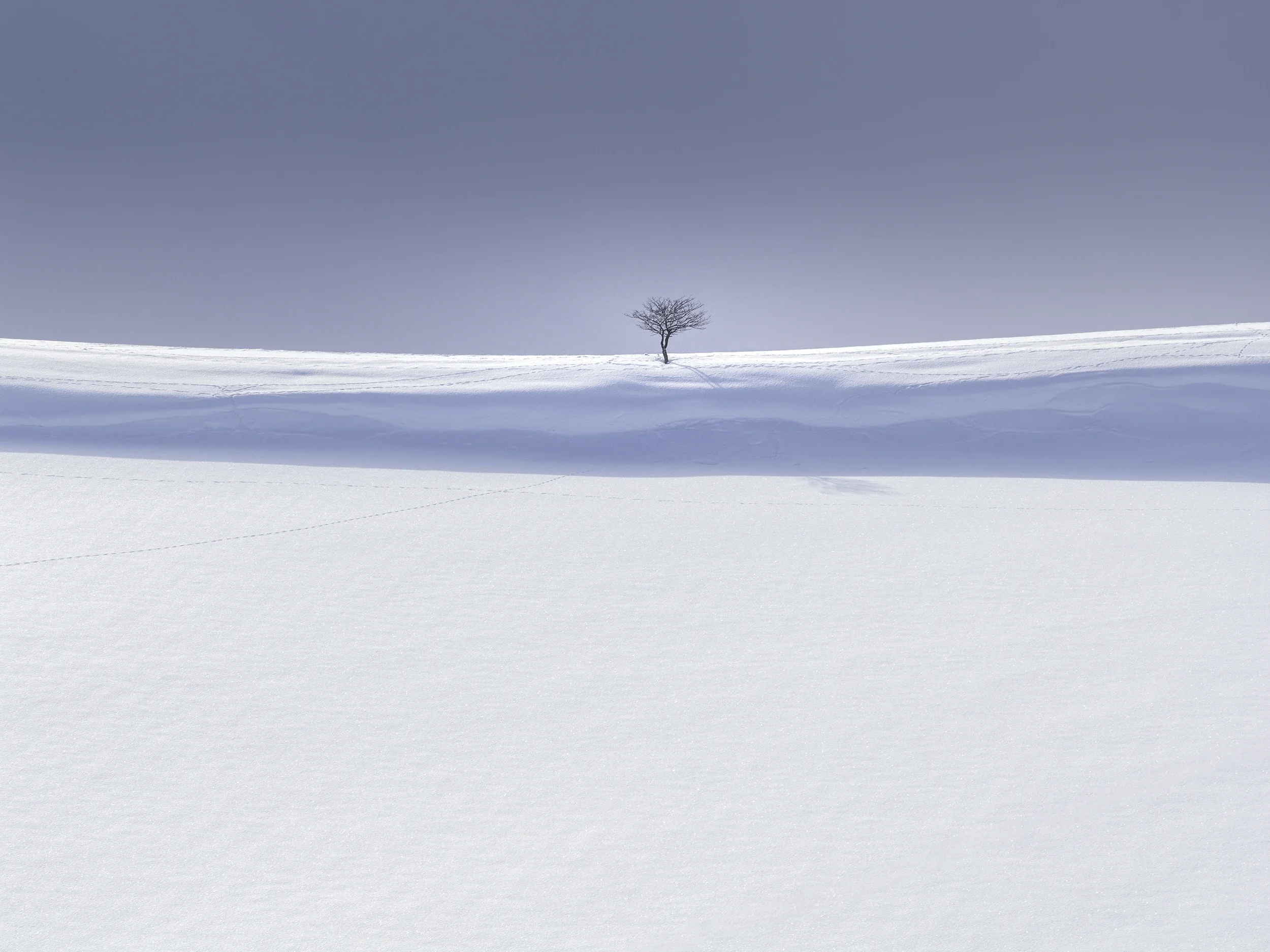 Isolated tree standing on a snow-covered ridge in Biei, Hokkaido, photographed in a minimalist winter landscape.