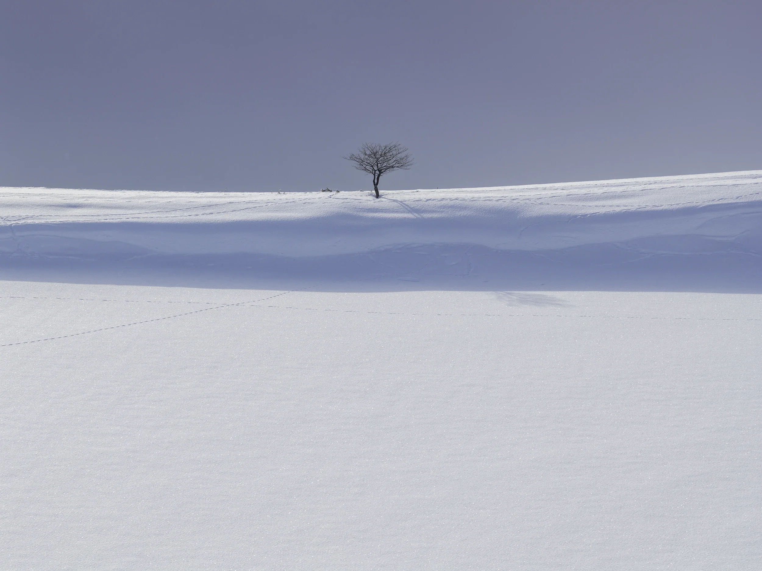 Winter Landscape in Biei, Hokkaido | Japan Photography