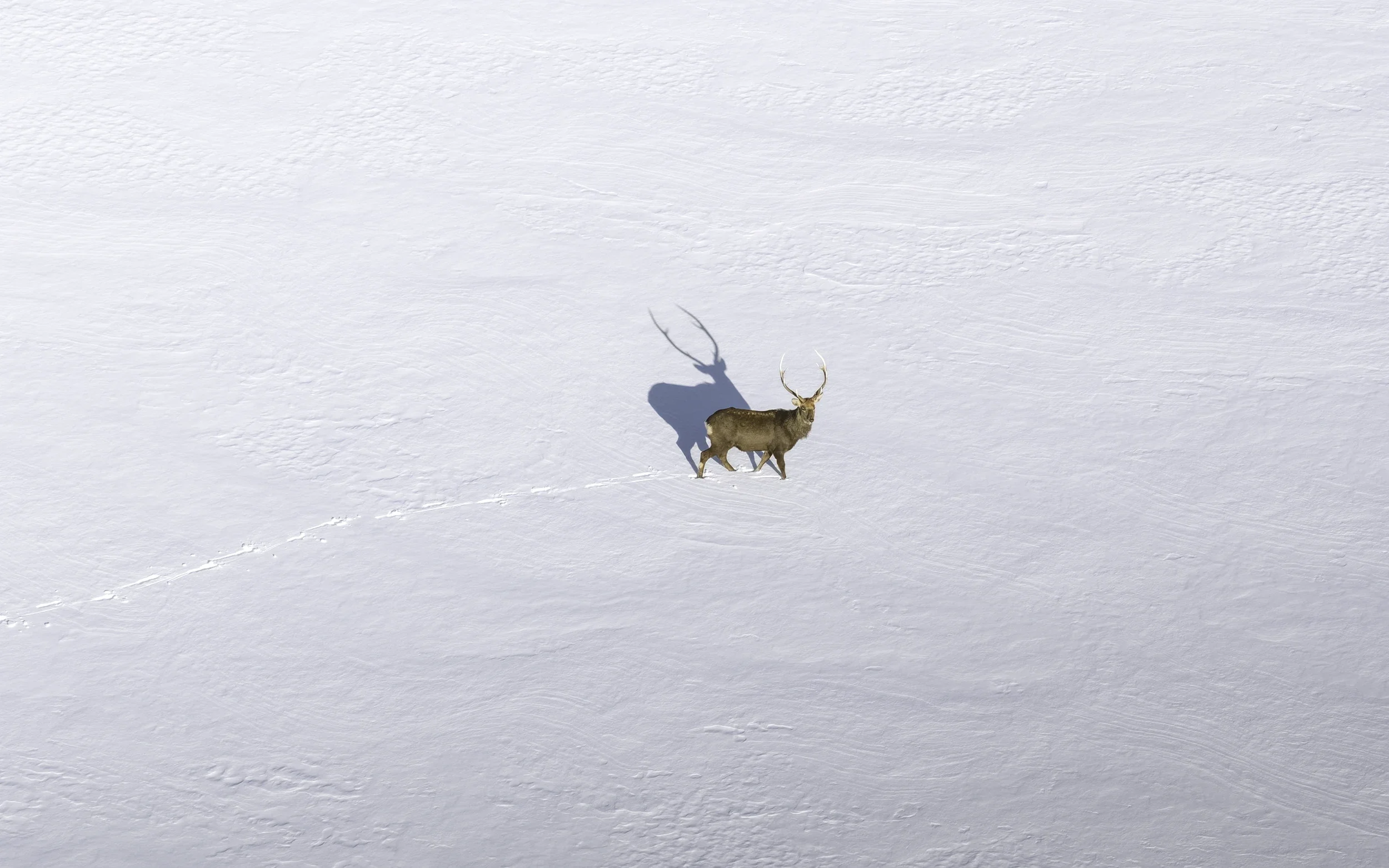 Wild deer crossing a pristine snow-covered landscape in Hokkaido, casting a long shadow in the low winter sun.