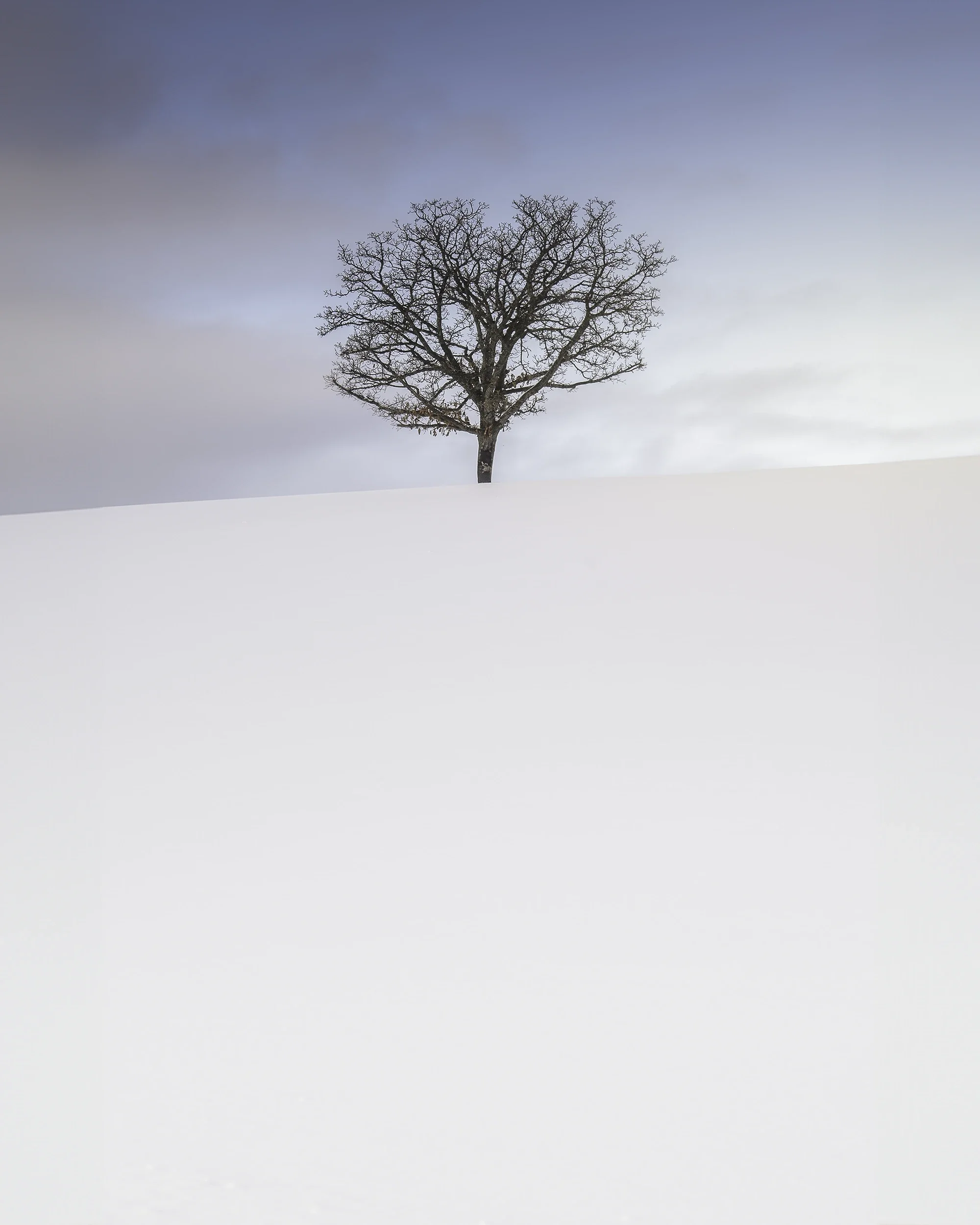 Solitary tree emerging from a smooth snow-covered landscape in Biei, Hokkaido, beneath soft pastel winter light.
