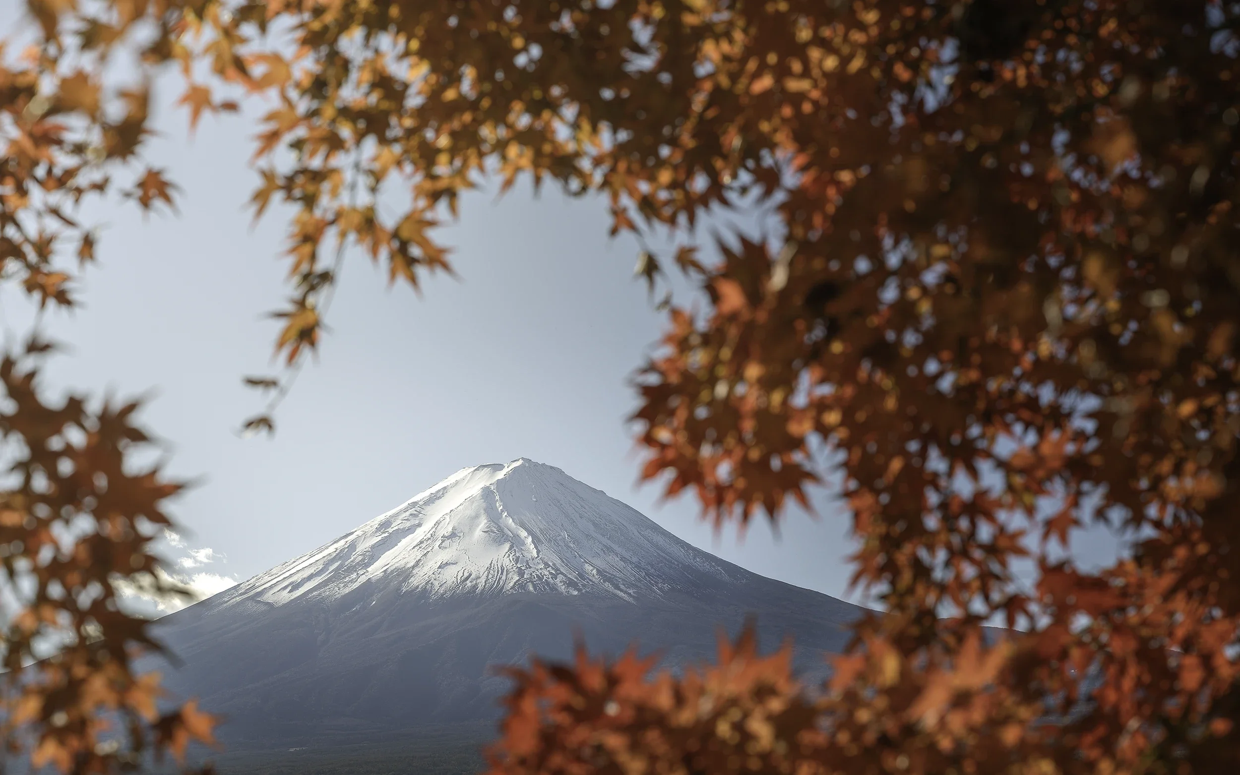 Every autumn, the forests surrounding Mount Fuji transform into shades of crimson and gold. Seen through a canopy of maple leaves, Japan's highest peak becomes almost abstract, balancing delicate colours with the mountain's unmistakable silhouette.