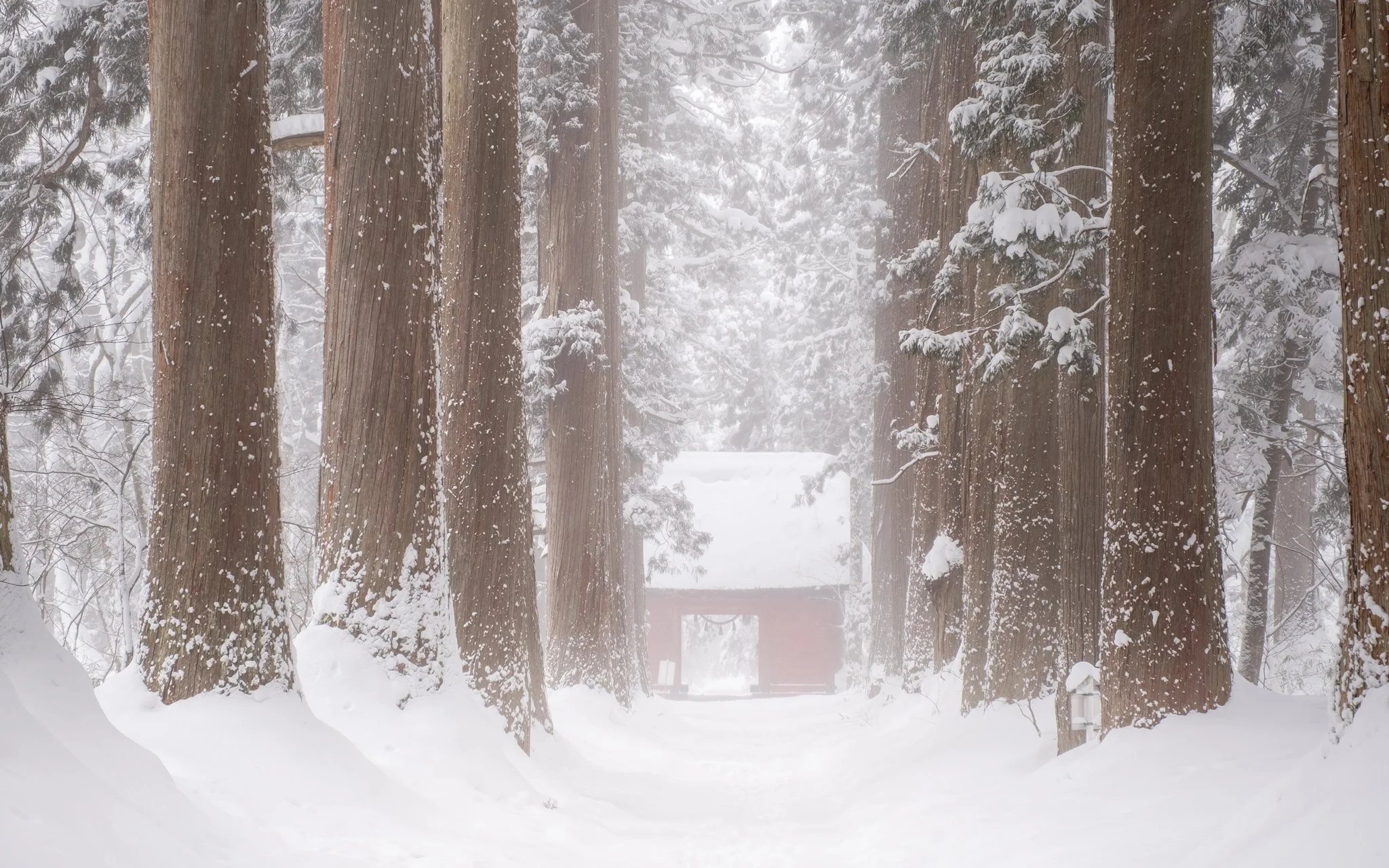 une route enneigée bordée d'énormes arbres avec une cabane en bois en arrière-plan, sous une neige abondante dans une forêt.