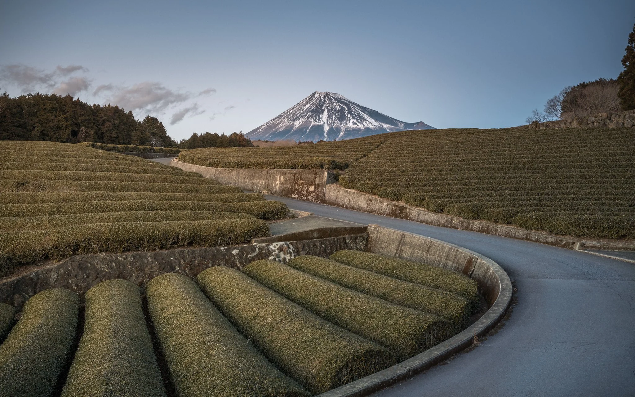 Rolling tea plantations stretch towards Mount Fuji, illustrating two enduring symbols of Japan in a single landscape. Carefully cultivated fields meet the country's most celebrated mountain in perfect harmony.