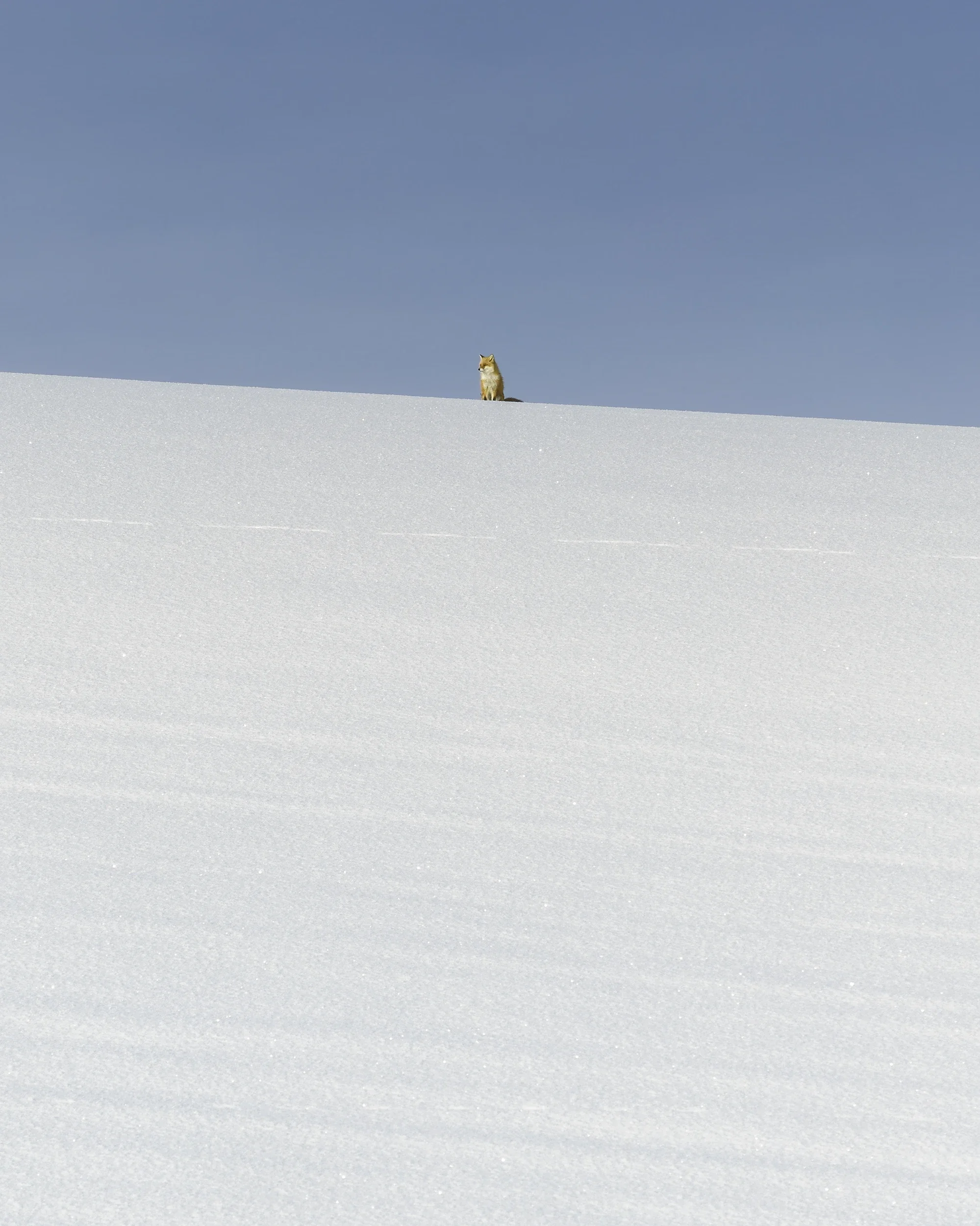 Wild red fox standing on fresh snow in eastern Hokkaido, photographed in soft natural winter light.