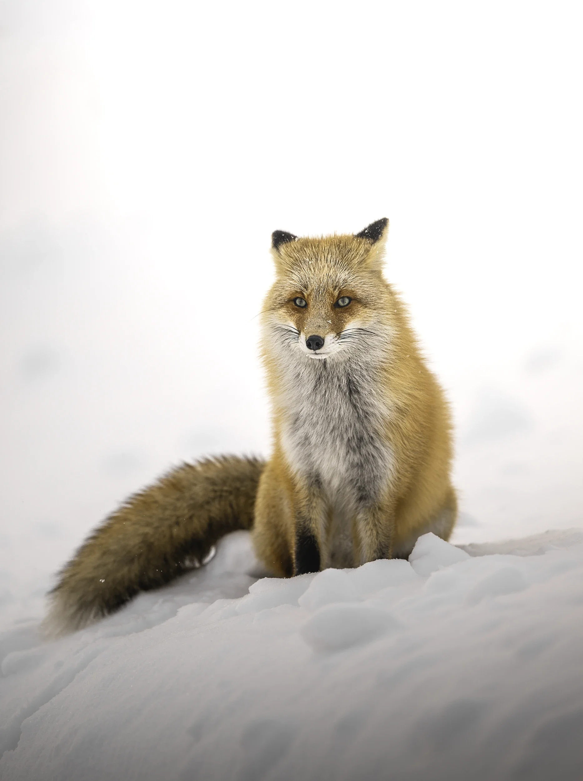 Red Fox in the Snow, Biei | Hokkaido Photography