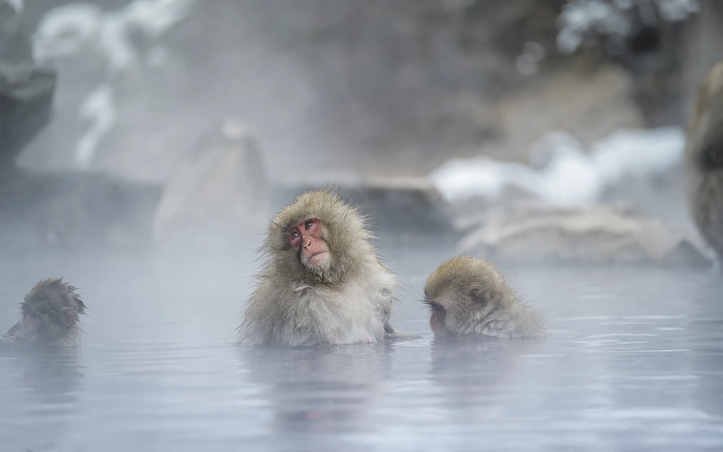 Japan Photographer Nicolas Wauters - Jigokudani Monkey Park.webp
