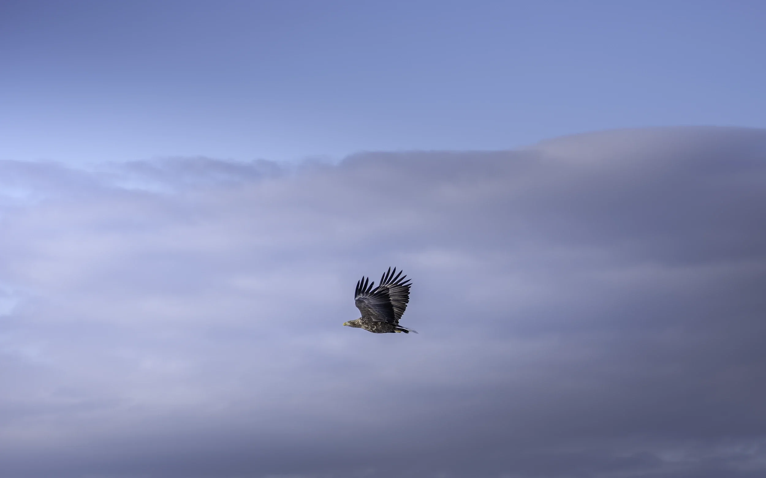 Wildlife Photography in Hokkaido | Japan Winter Workshop