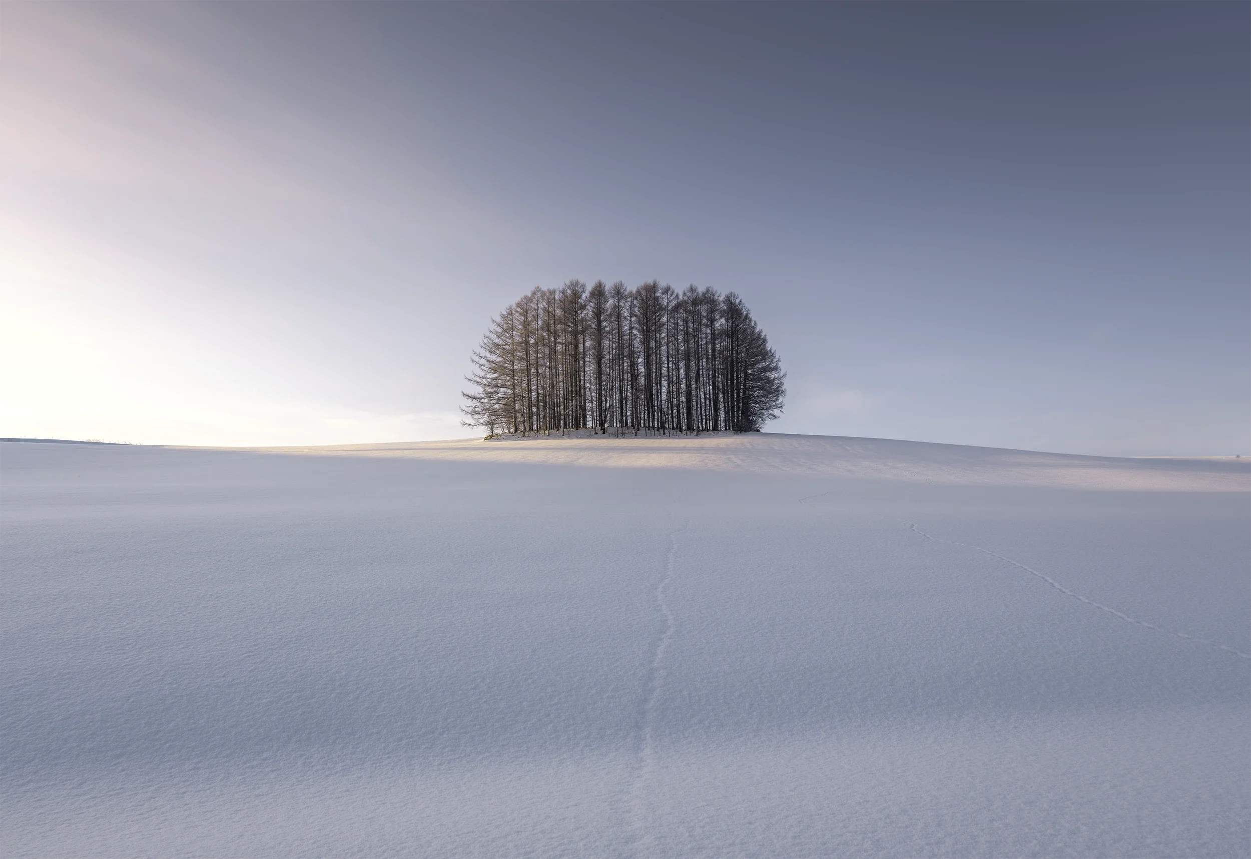 Small grove of trees surrounded by pristine snow in the rolling hills of Biei, Hokkaido, illuminated by warm sunrise light.