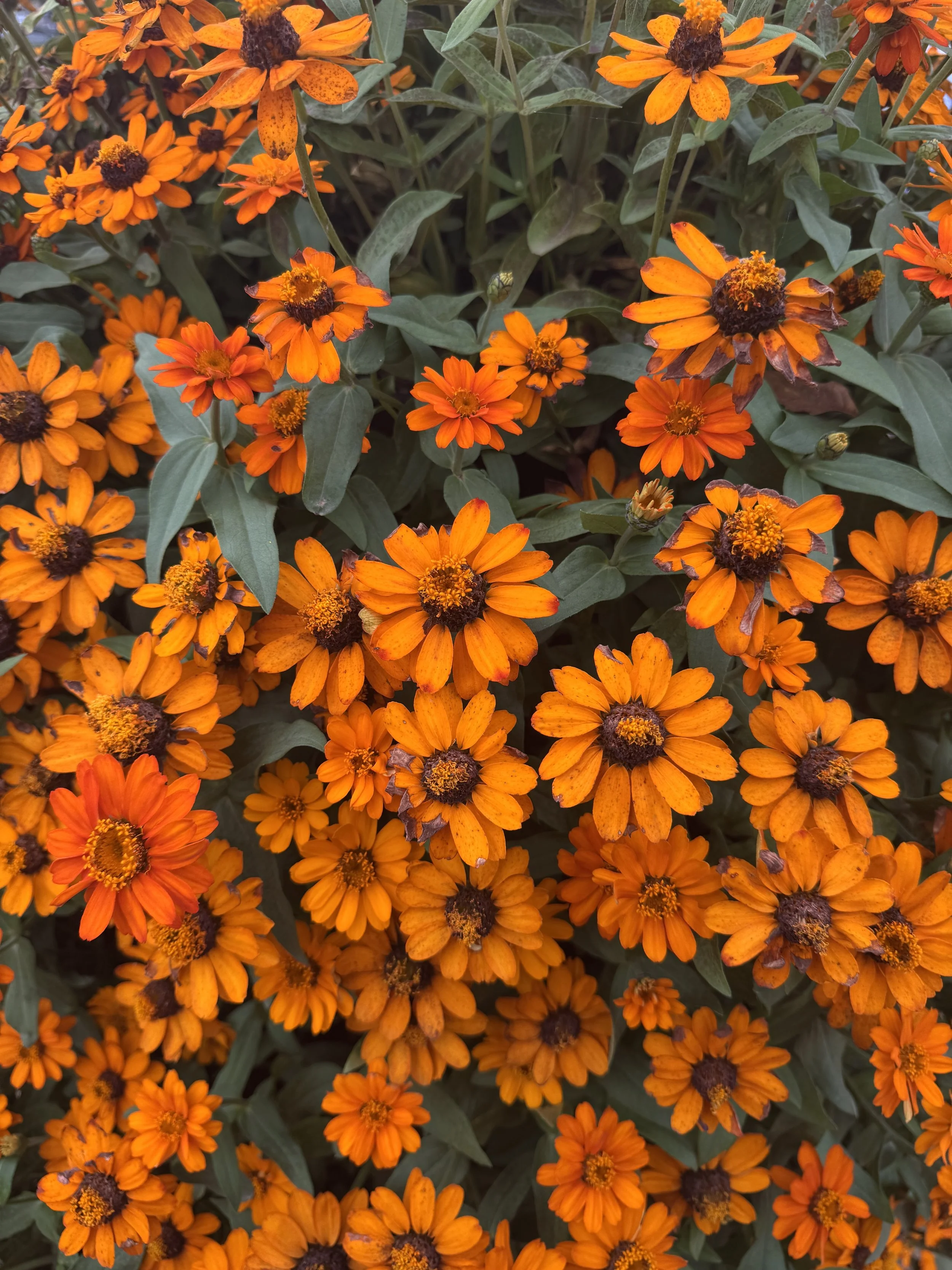 Deep Orange

Photography assignment 