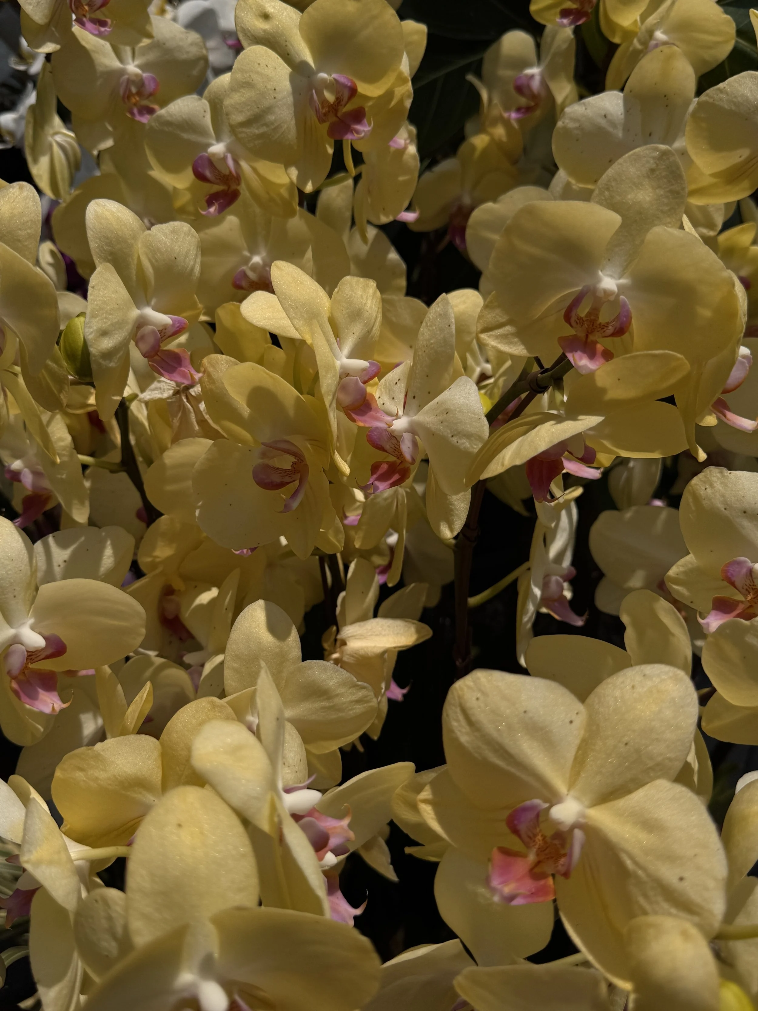 Yellow

Photography assignment 