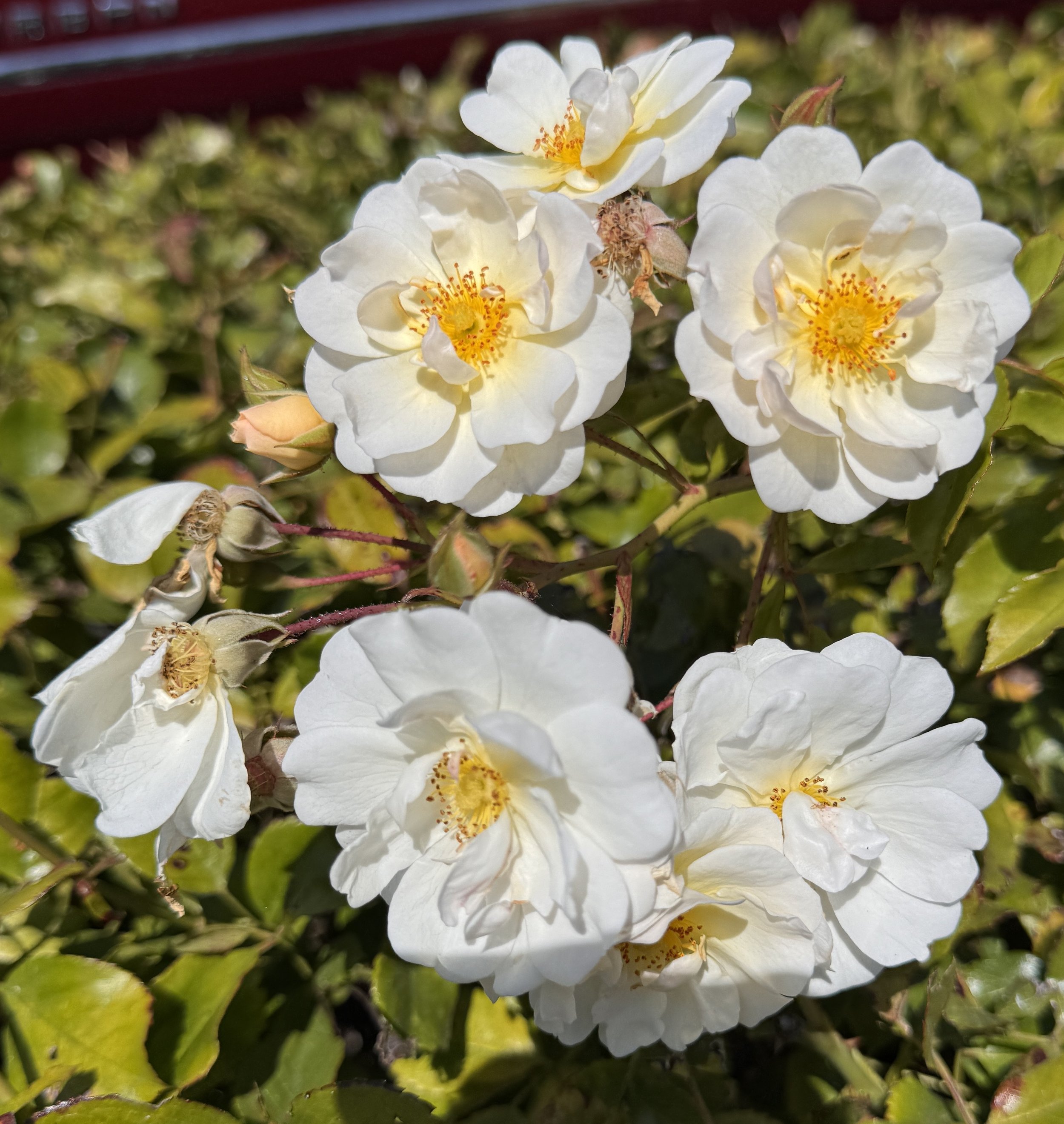 White and Yellow

Photography Assignment