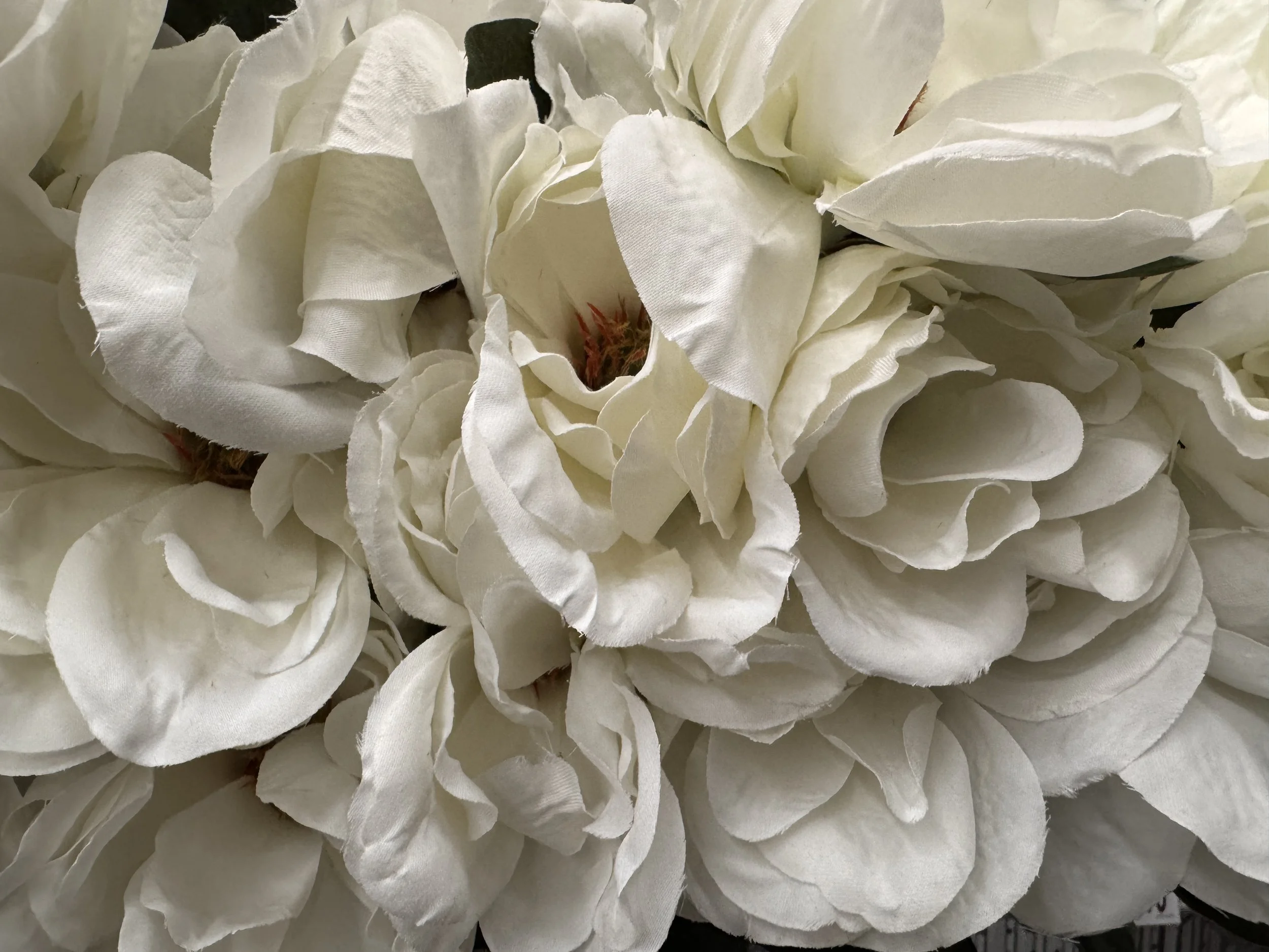 White Petal

Photography assignment 