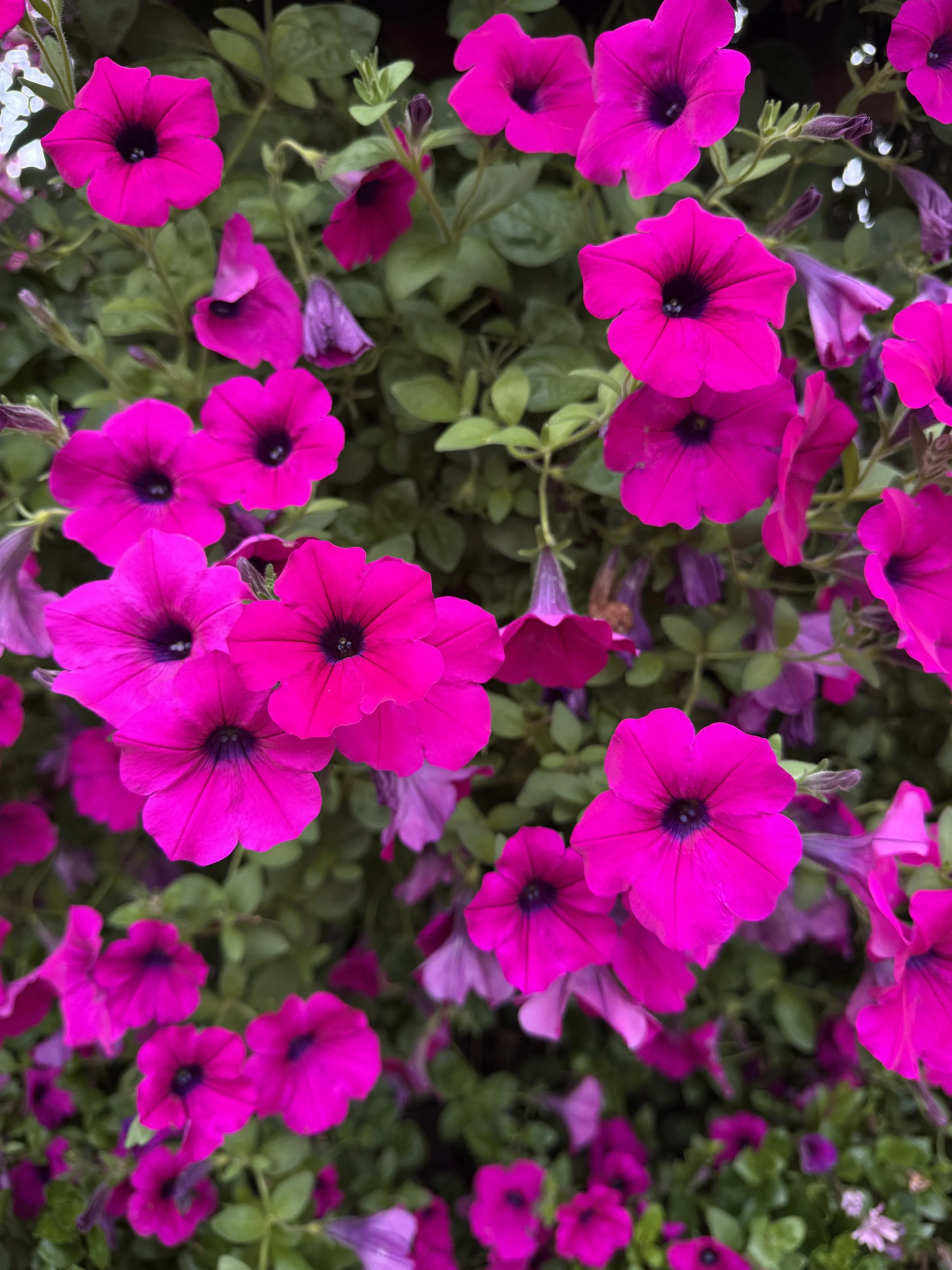 Hot Pink

Photography assignment