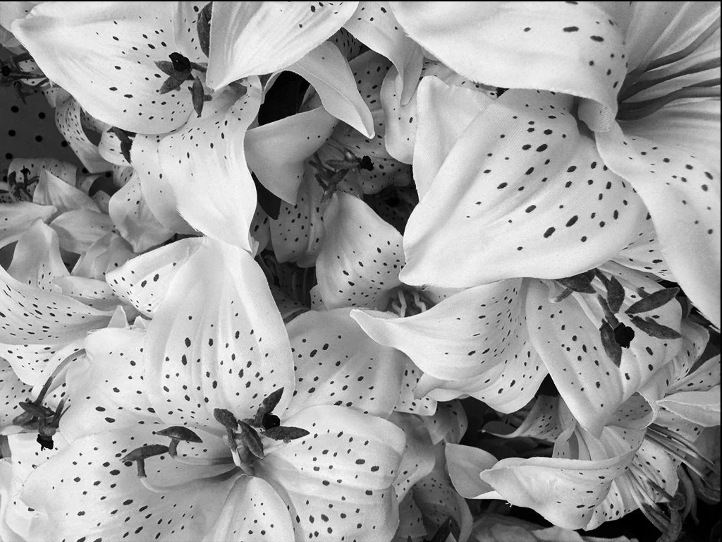 Close-up of white lilies with dark spots on the petals.