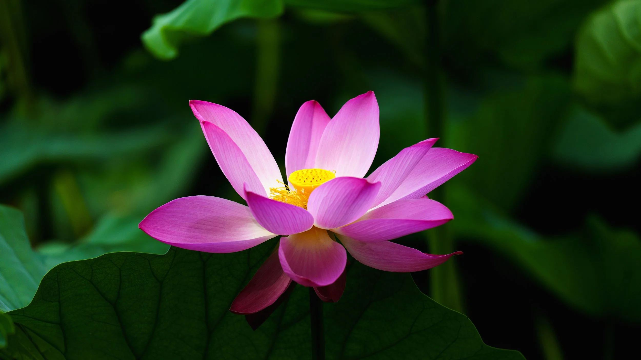 Intro Session 30 min