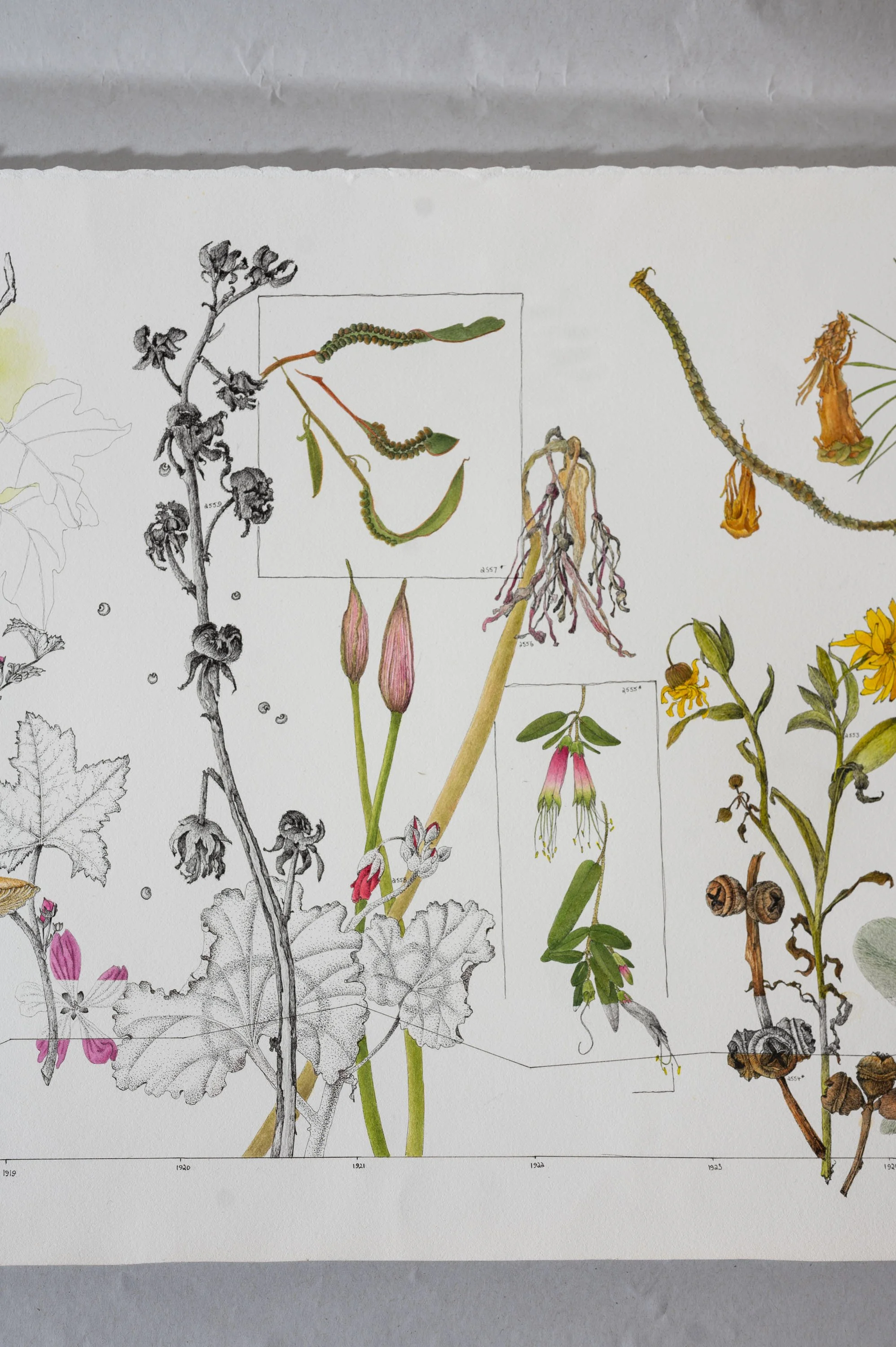 Sharon Field's Scrolls illustration