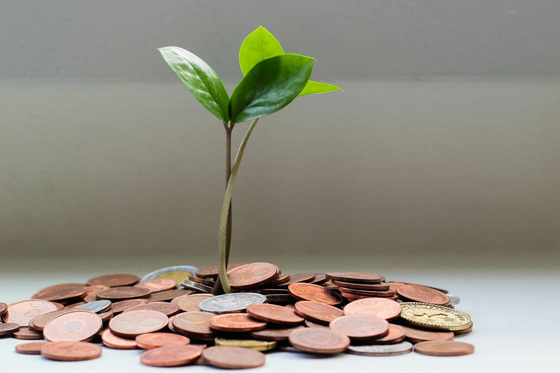 A small green plant with several leaves growing from a pile of assorted coins, including pennies, nickels, dimes, and quarters