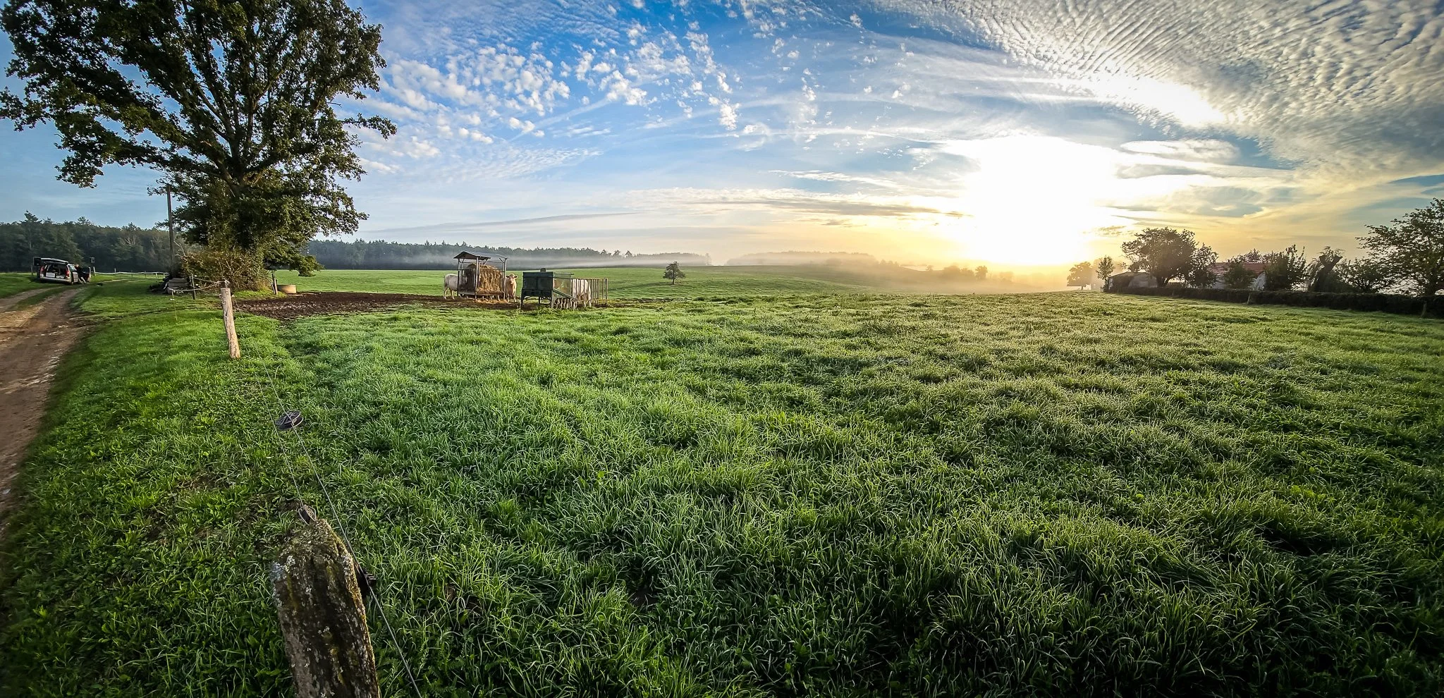 Champ verdoyant avec un arbre, un chemin de terre, et un coucher de soleil paisible à la campagne