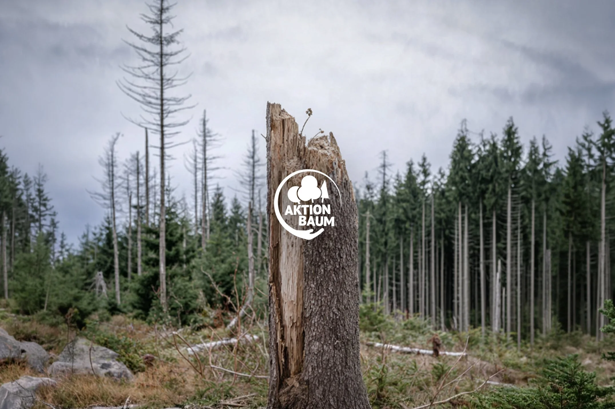 Aktion Baum - The missing part