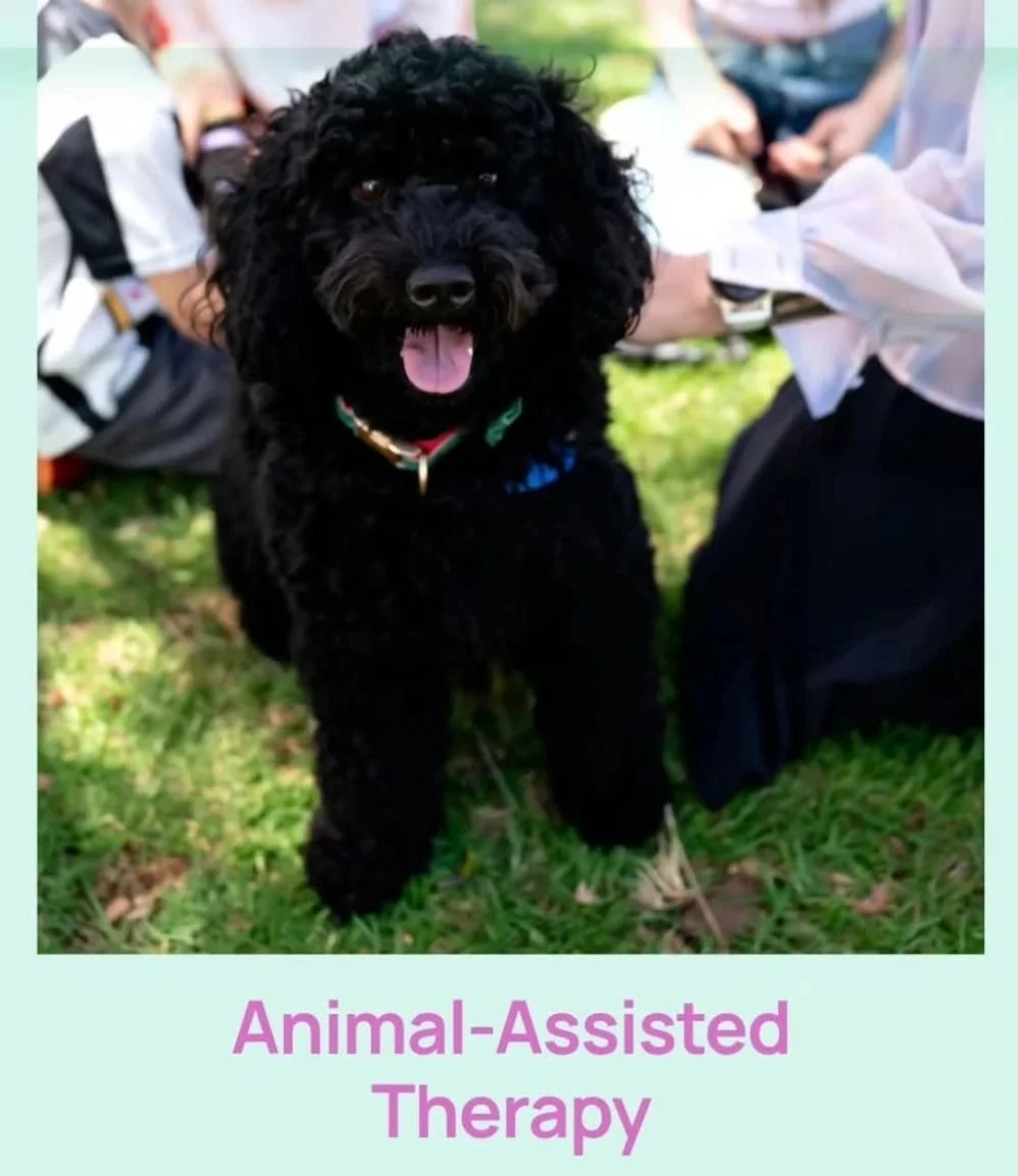 Winston is a miniature Labradoodle and without a doubt the cutest and cuddliest member of the iThrive team. Even though he&rsquo;s not yet two years old, he&rsquo;s incredibly clever, deeply in tune with human emotions, and extremely excited to meet 