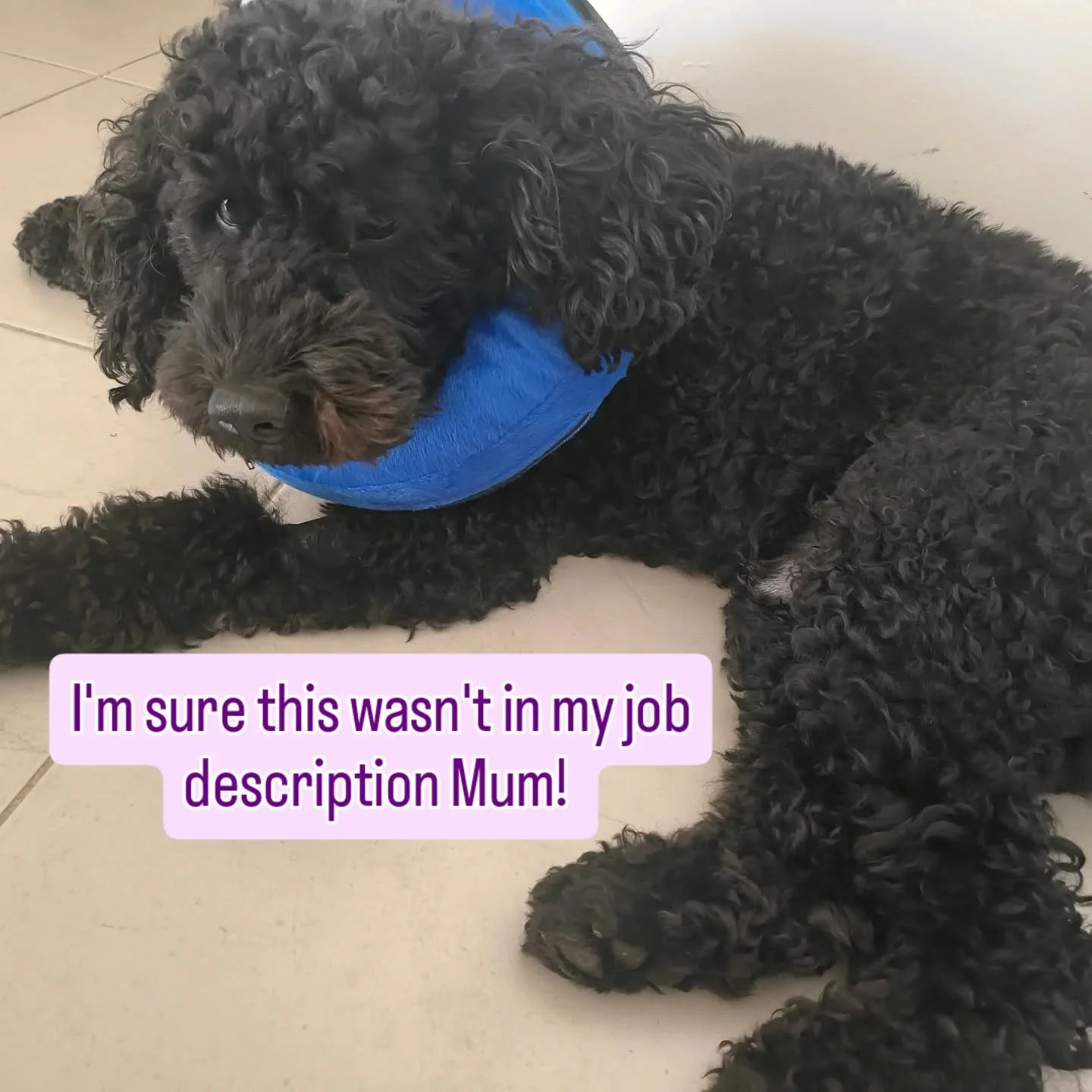 🐶💜 Winston Update- Therapy Dog 💜🐕
Winston had his routine procedure on Wednesday morning. I am super happy to let all his wonderful client know all went very well. He's is still feeling sorry for himself and is very upset he can't go out for a wa