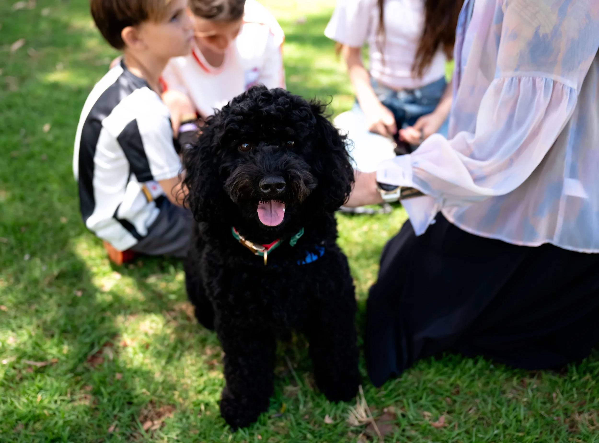 Black Dog on grass