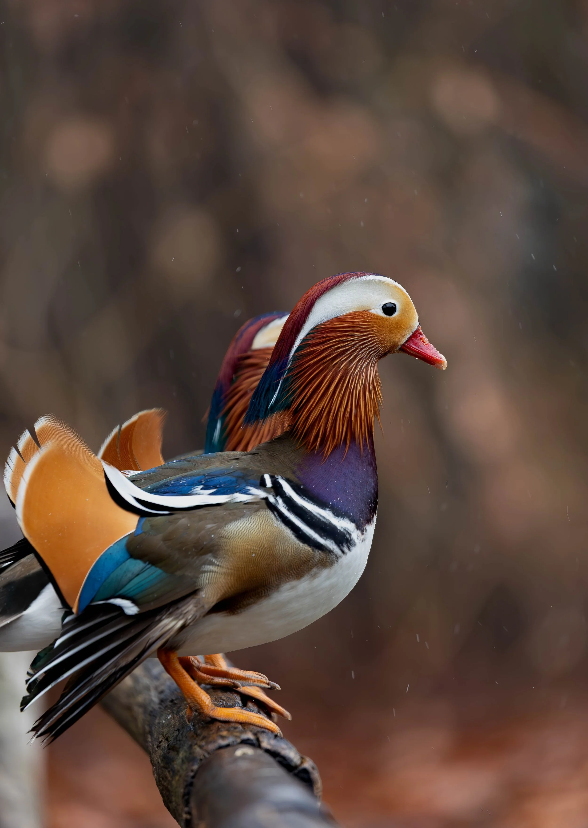 Close-up of a colorful mandarin duck perched on a branch with a blurred background.