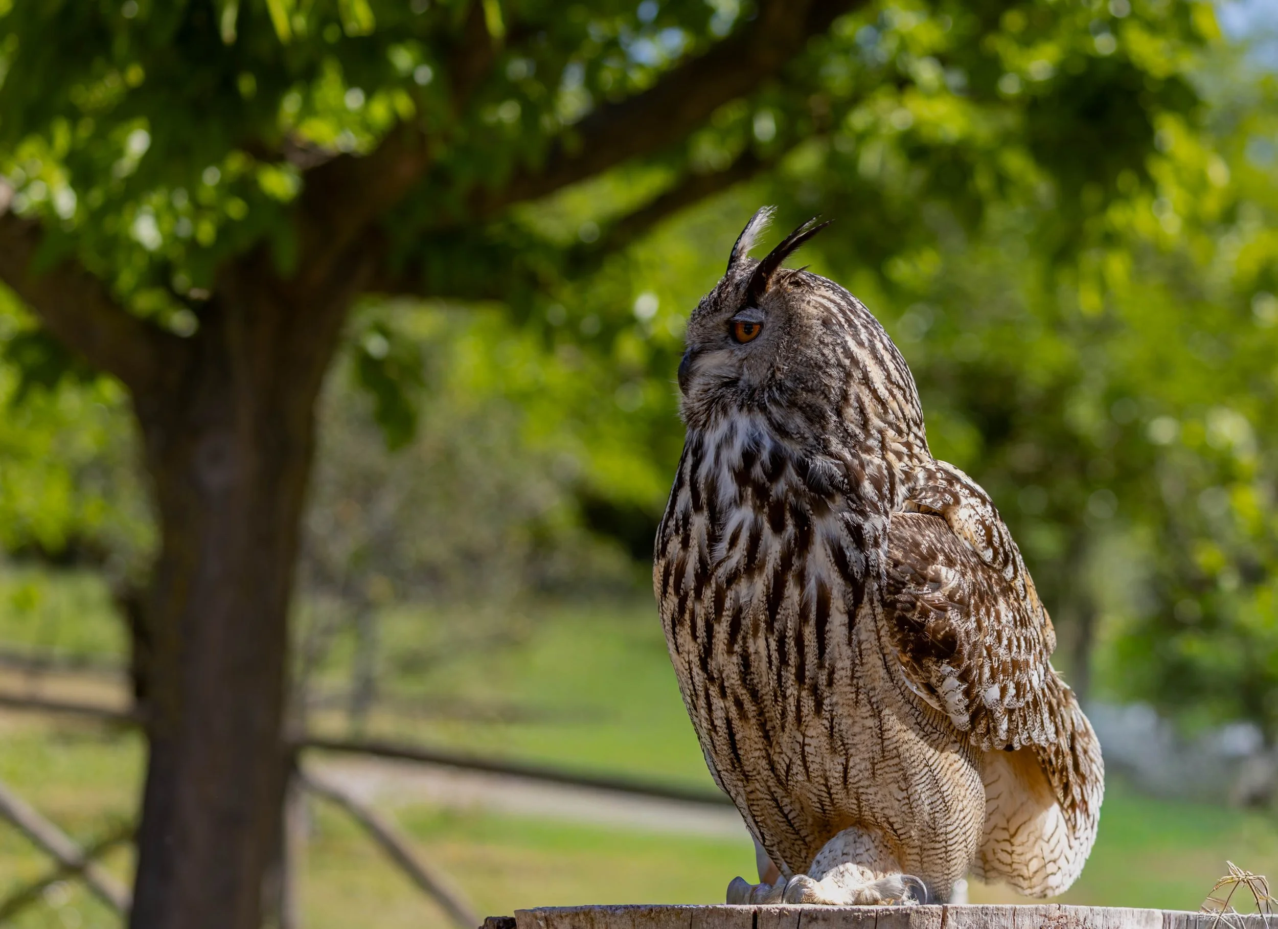 A detailed brown and white owl with feathers on its head sitting on a tree stump outdoors in front of a green leafy background.