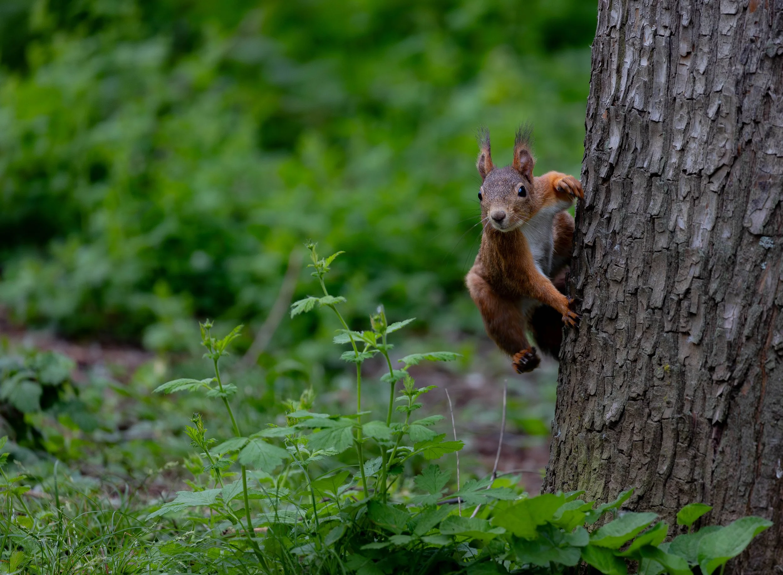 A squirrel climbing a tree trunk in a green forest.