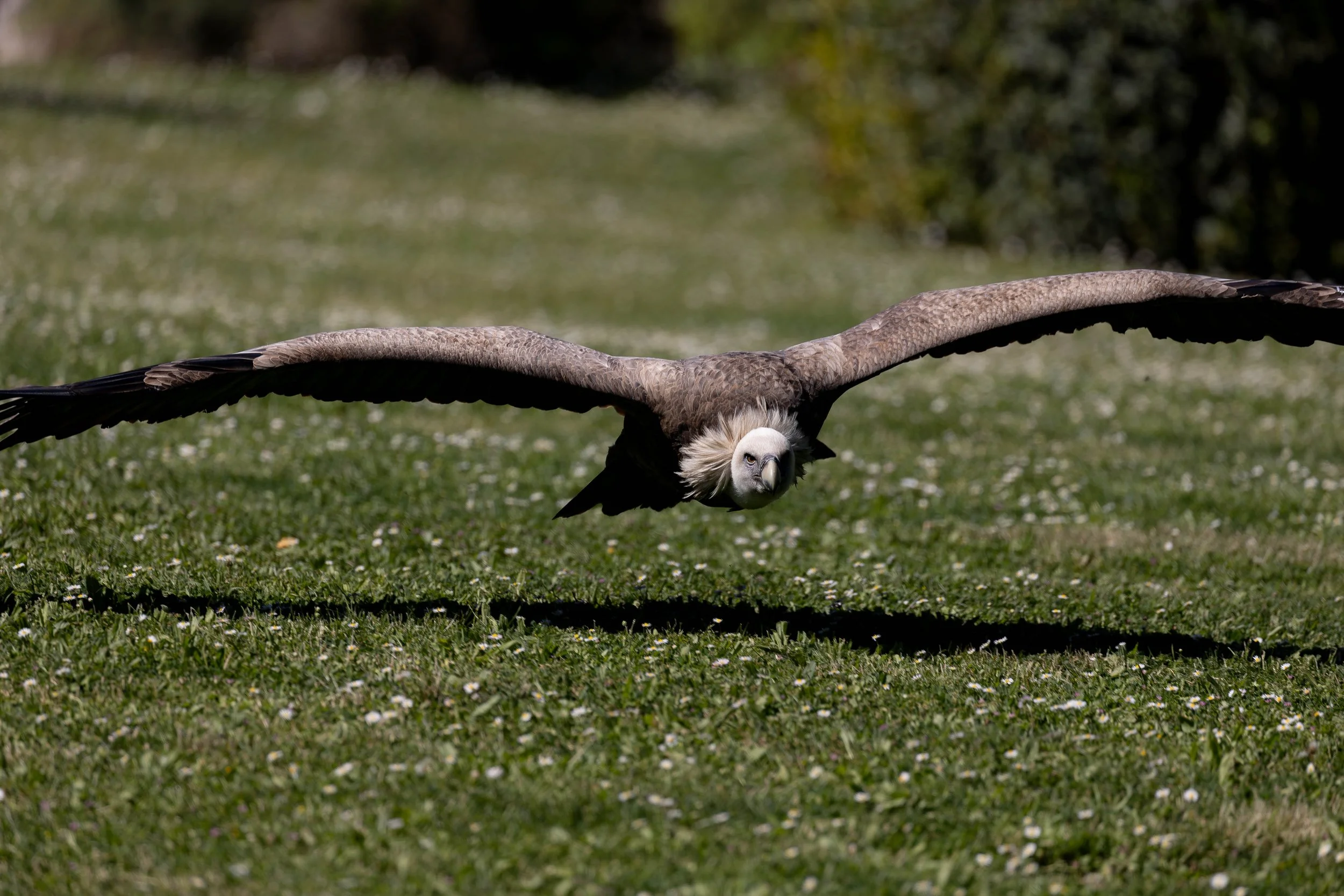 A large bird of prey, likely a hawk or eagle, flying low over a grassy field with small white flowers and trees in the background.