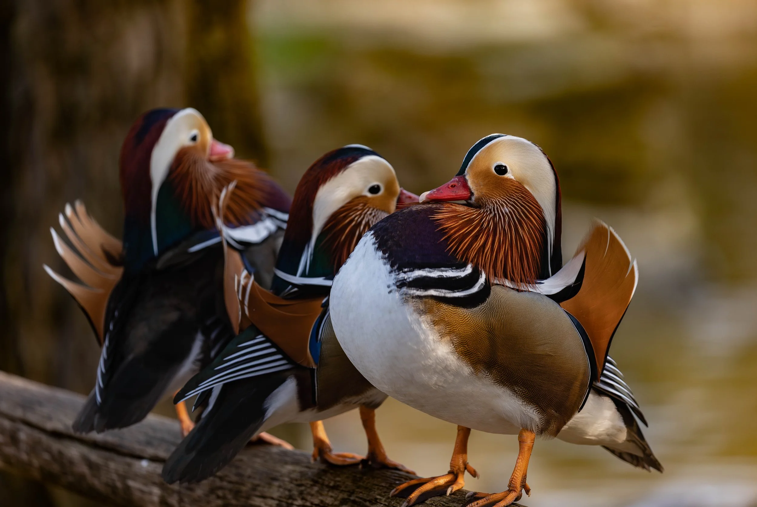 Four mandarin ducks perched on a log, displaying colorful plumage with hues of orange, white, black, and green.