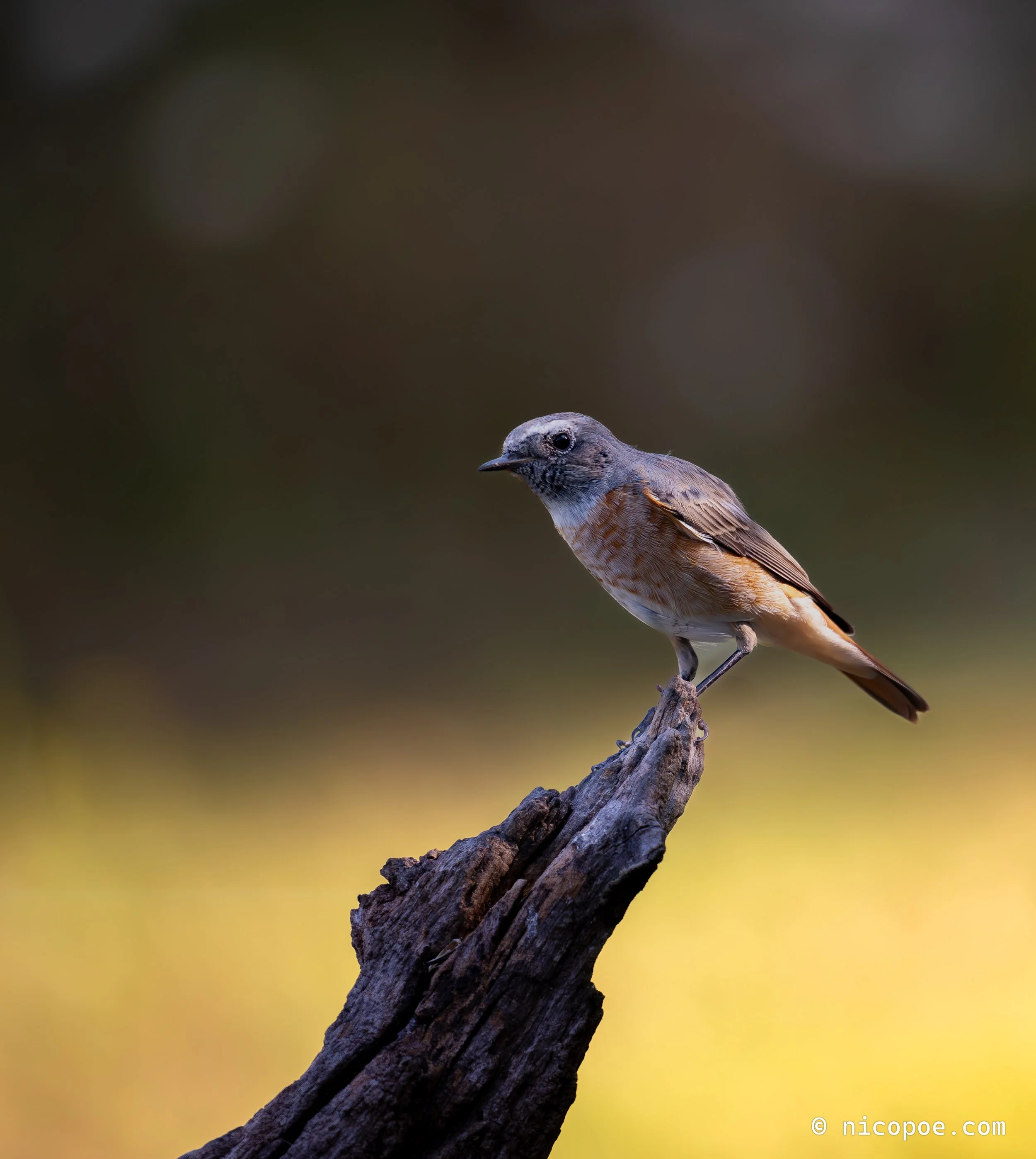 A small bird with gray and brown feathers perched on a weathered, rugged tree branch against a blurred natural background.