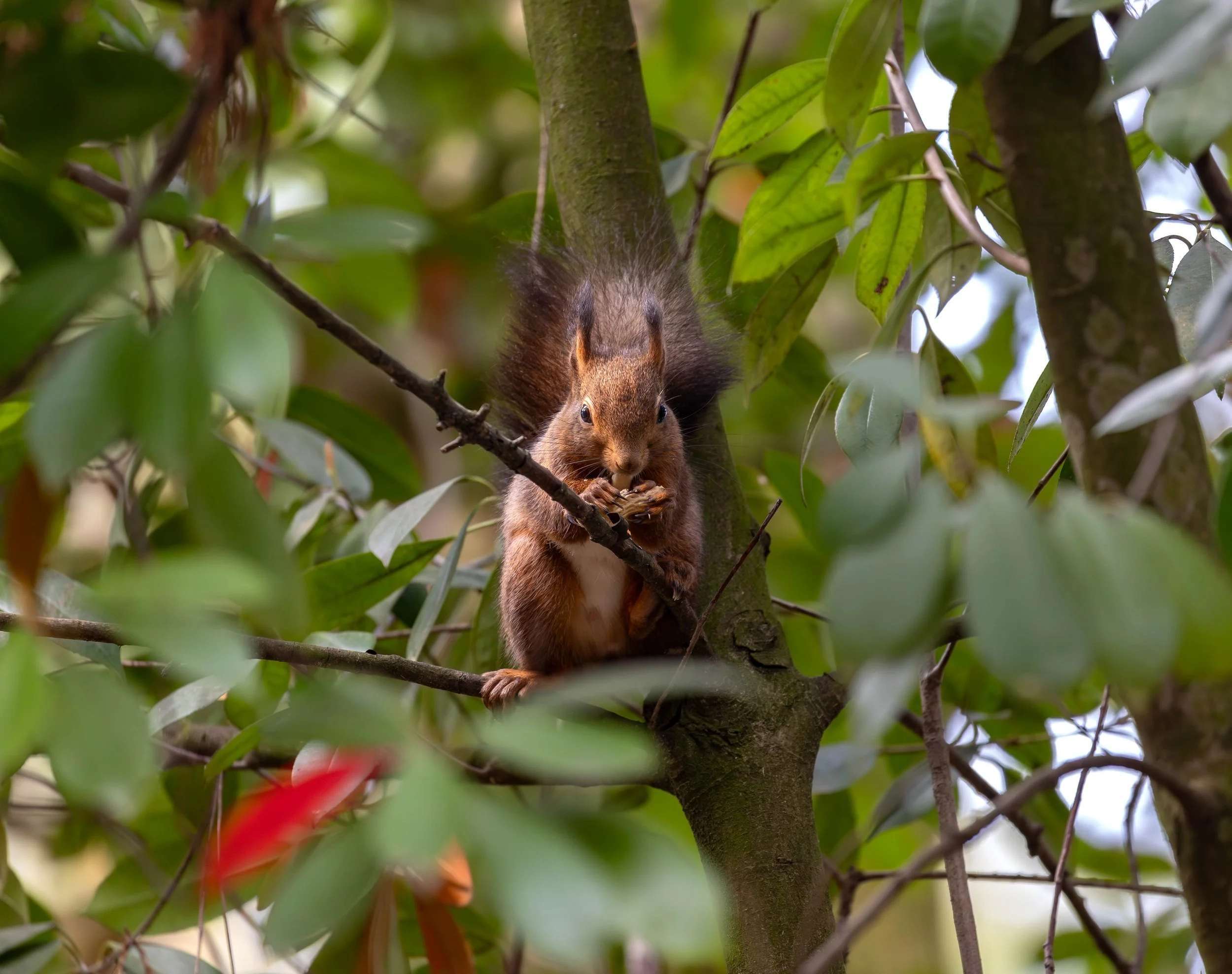 A squirrel sitting on a tree branch, holding a nut, surrounded by green leaves.