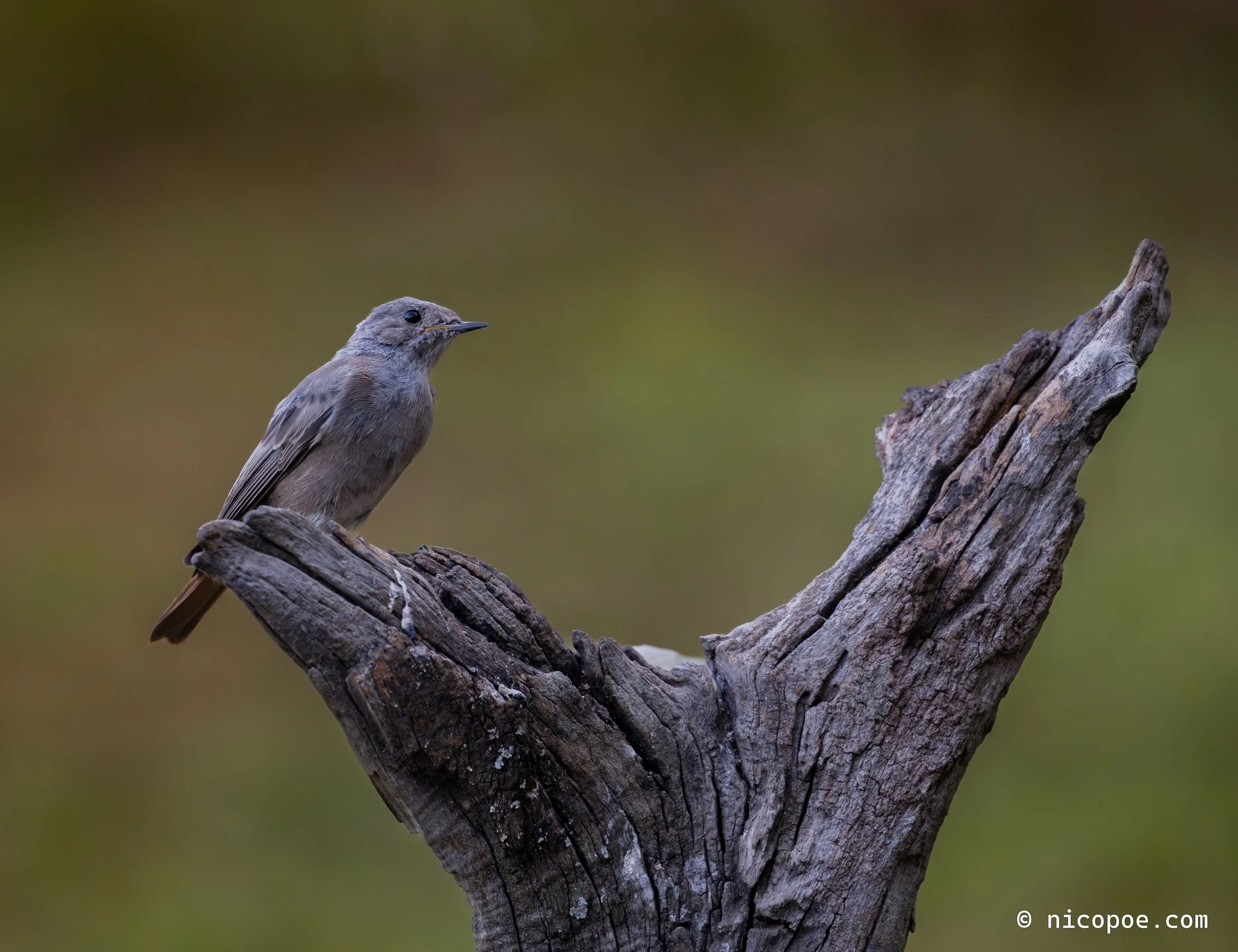 A small brown bird with a slender beak perched on a weathered tree branch.
