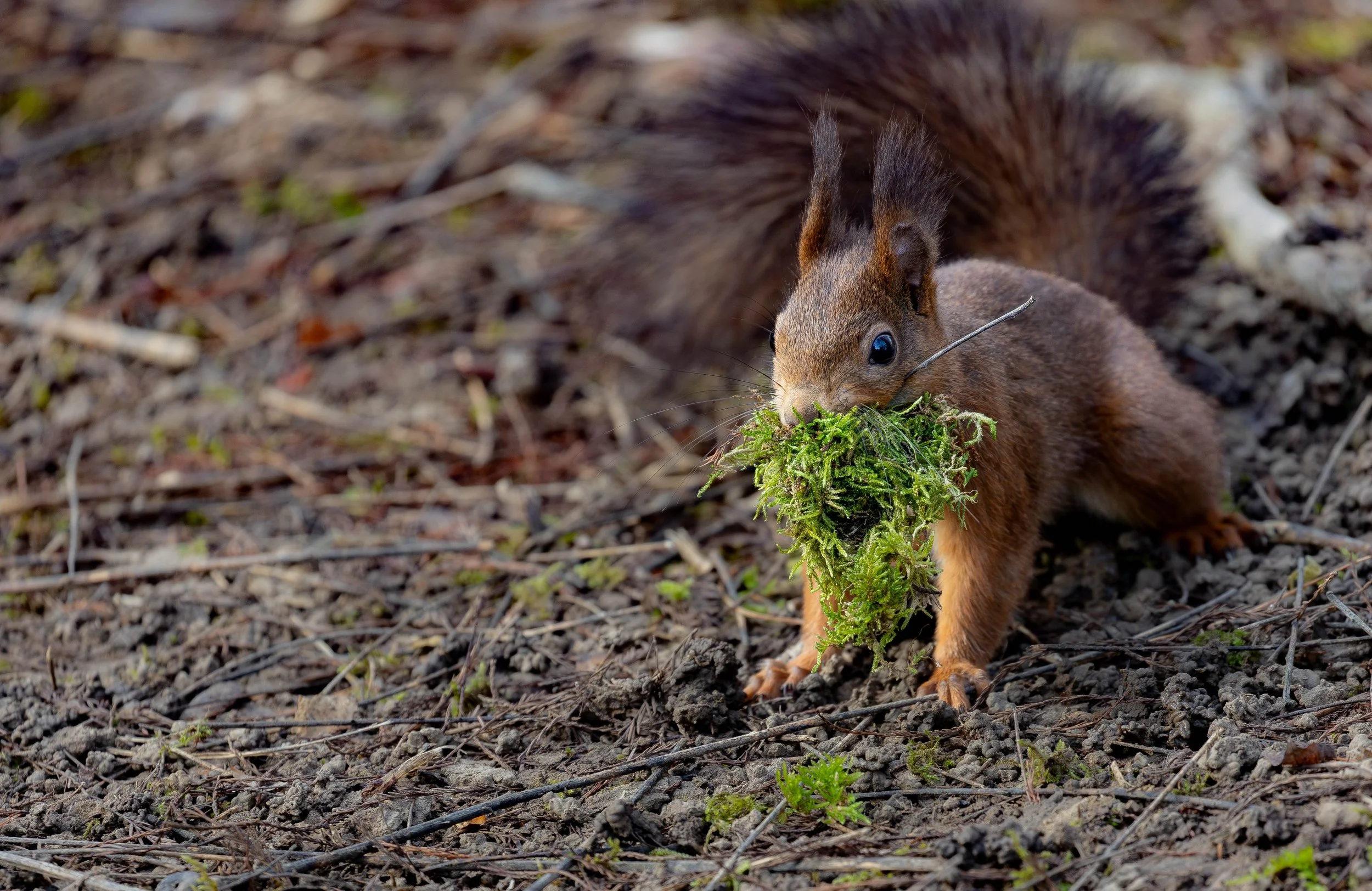A squirrel on the ground holding a large clump of green moss in its mouth, surrounded by dry twigs and soil.